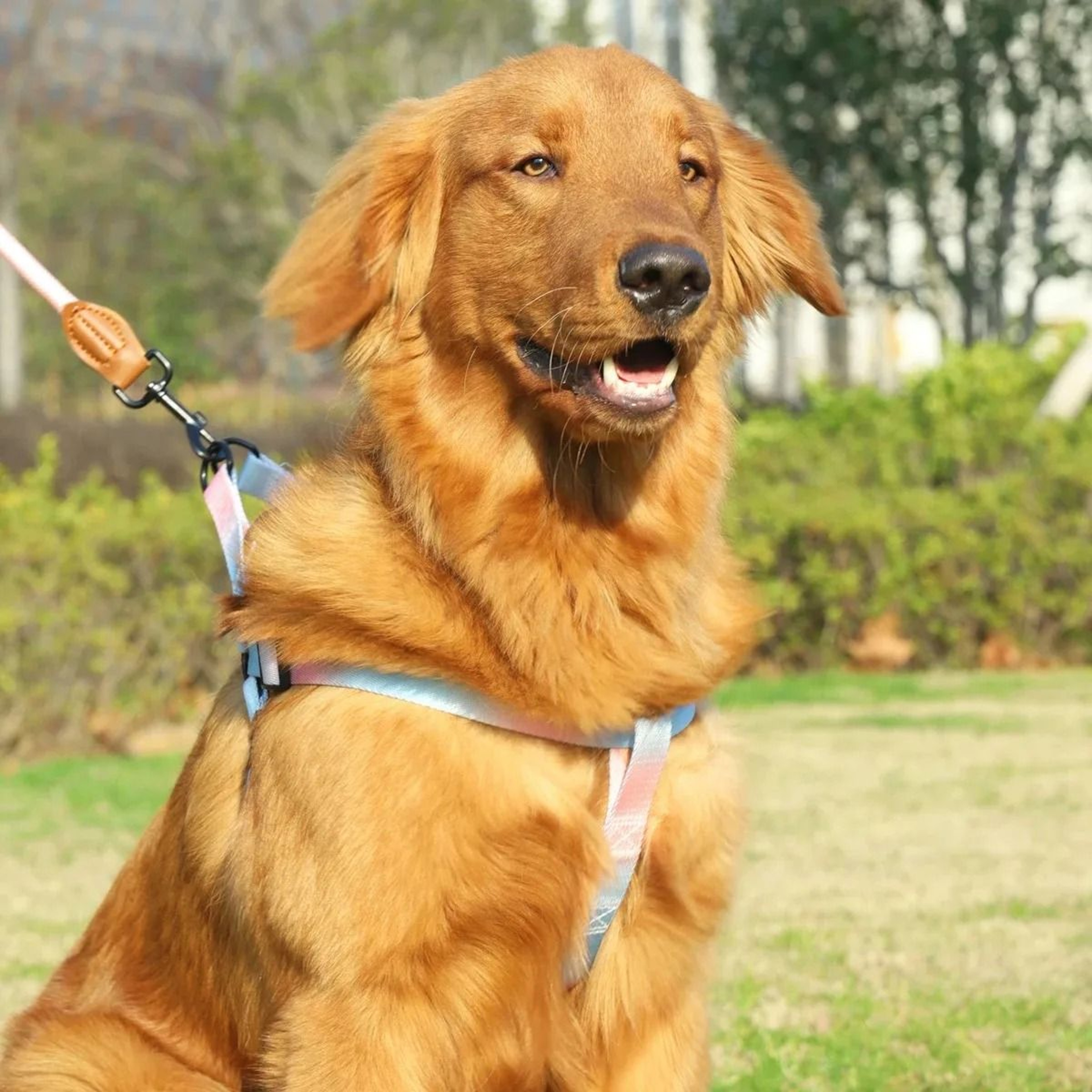 ComfortFit Adjustable Dog Harness  Leash Set For Small Dogs 4