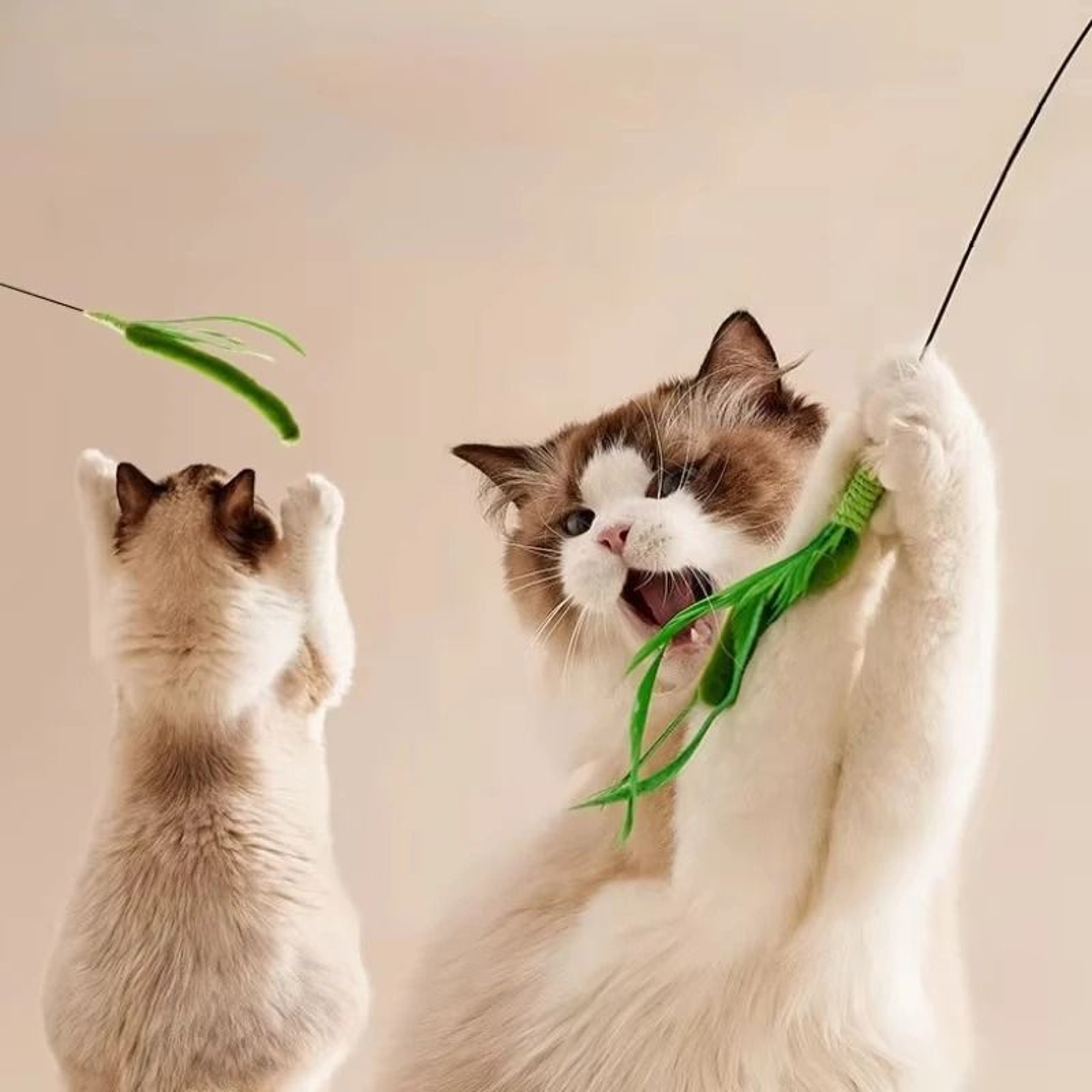 Long Pole Feather Cat Teaser Toy 4