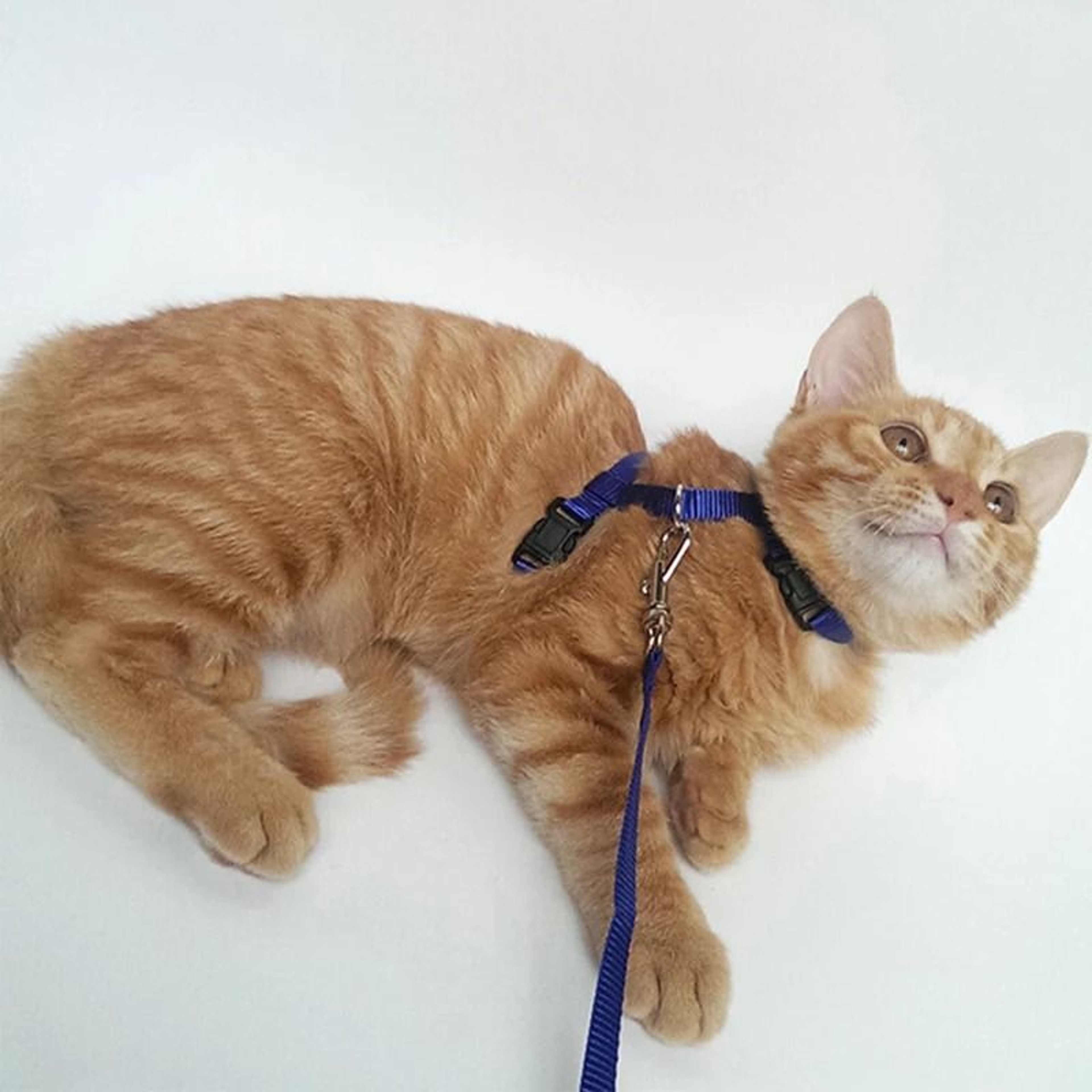 Comfort Fit Cat Harness And Leash Set For Safe Outdoor Adventures 5