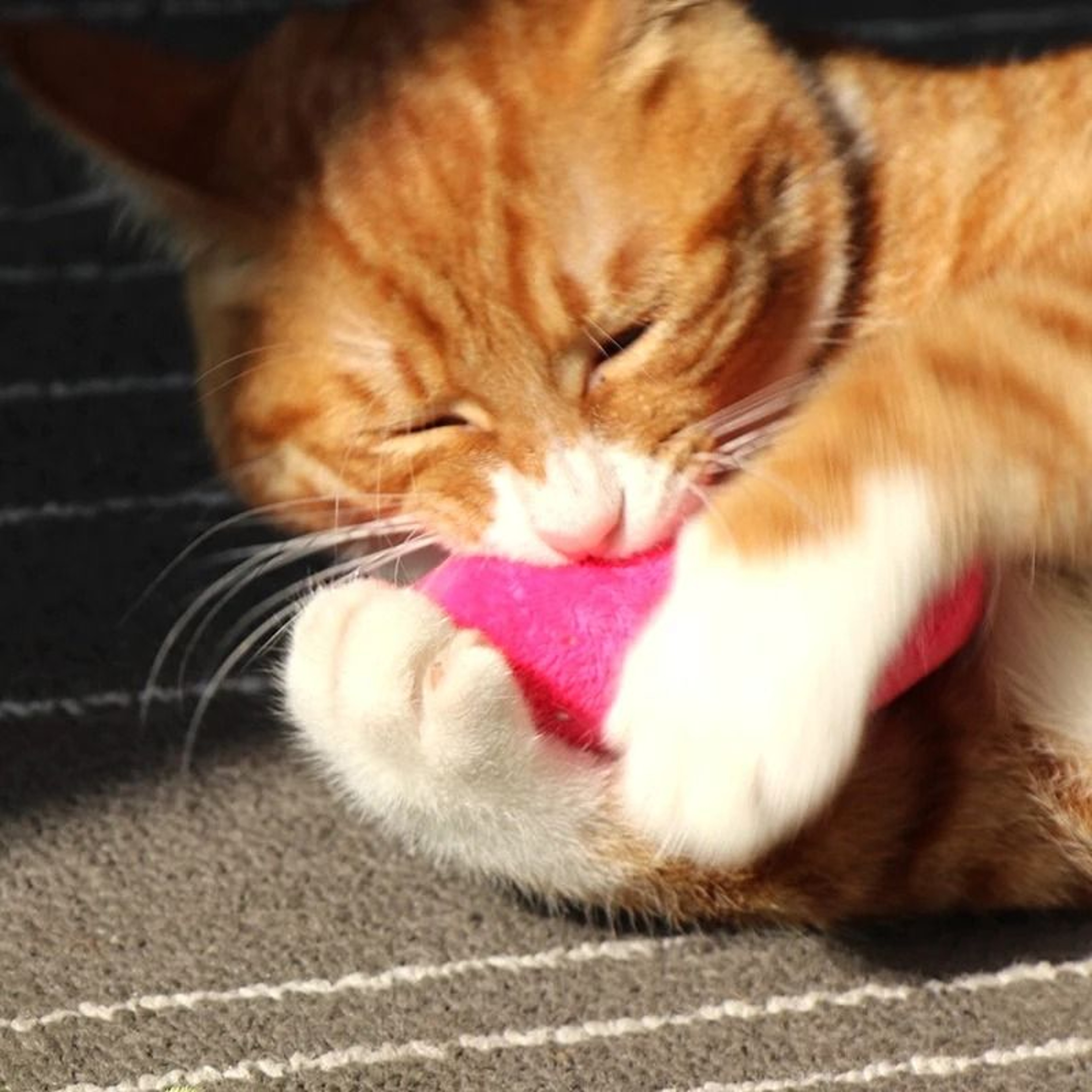 PurrMint Interactive Catnip Plush Chew Toy For Teeth Cleaning  Play 6