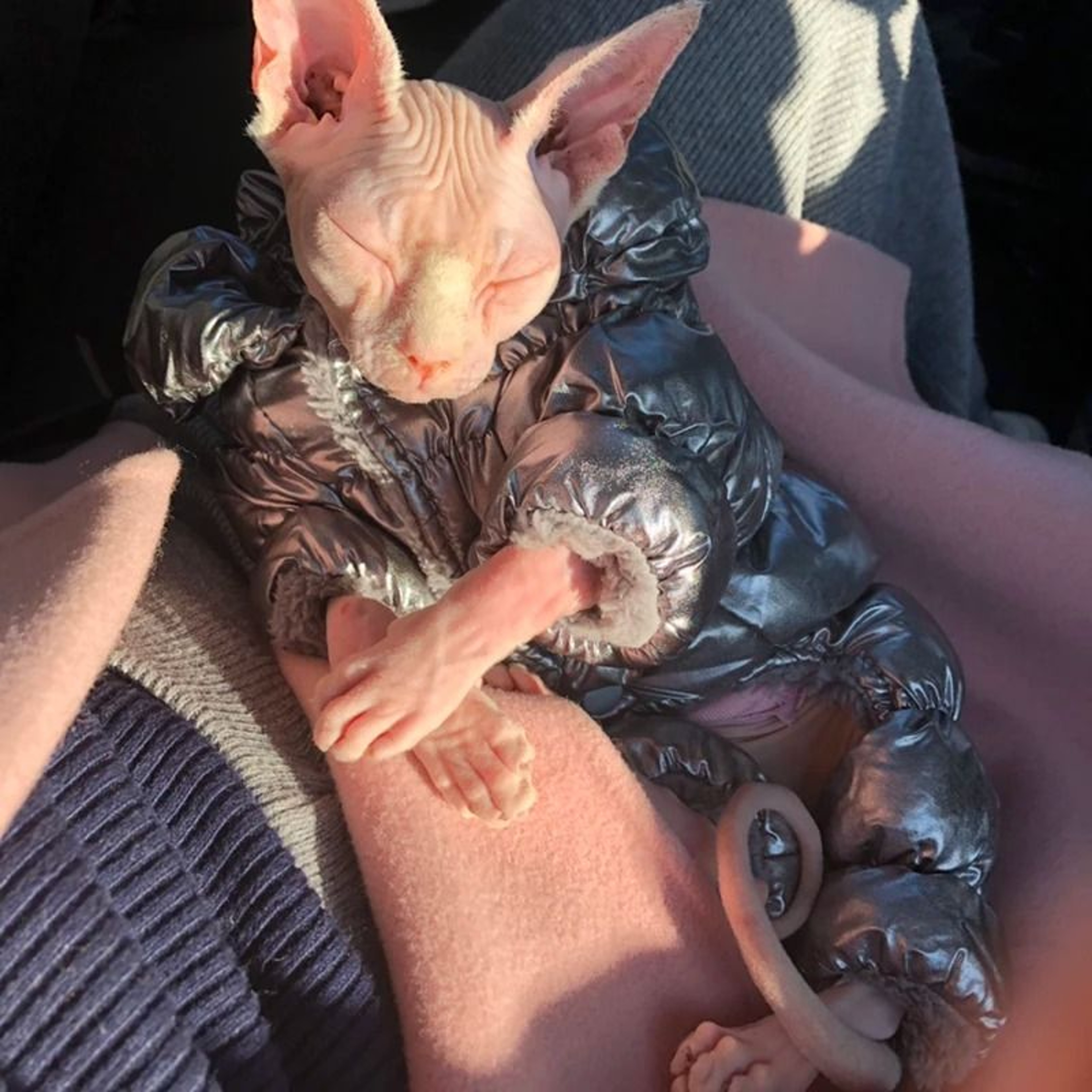 SnuggleSuit Winter Jumpsuit For Sphynx Devon Rex  Hairless Cats 0