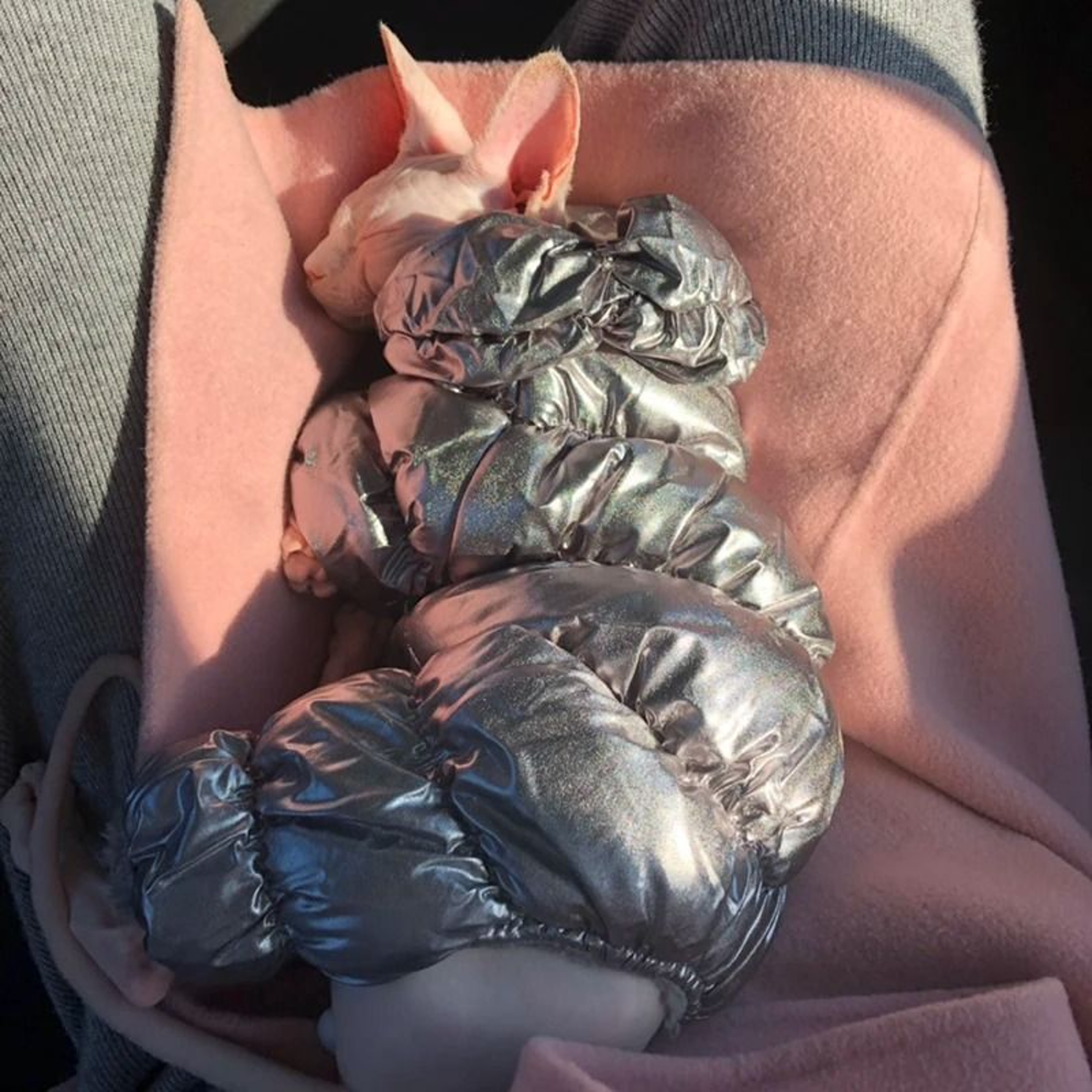 SnuggleSuit Winter Jumpsuit For Sphynx Devon Rex  Hairless Cats 1