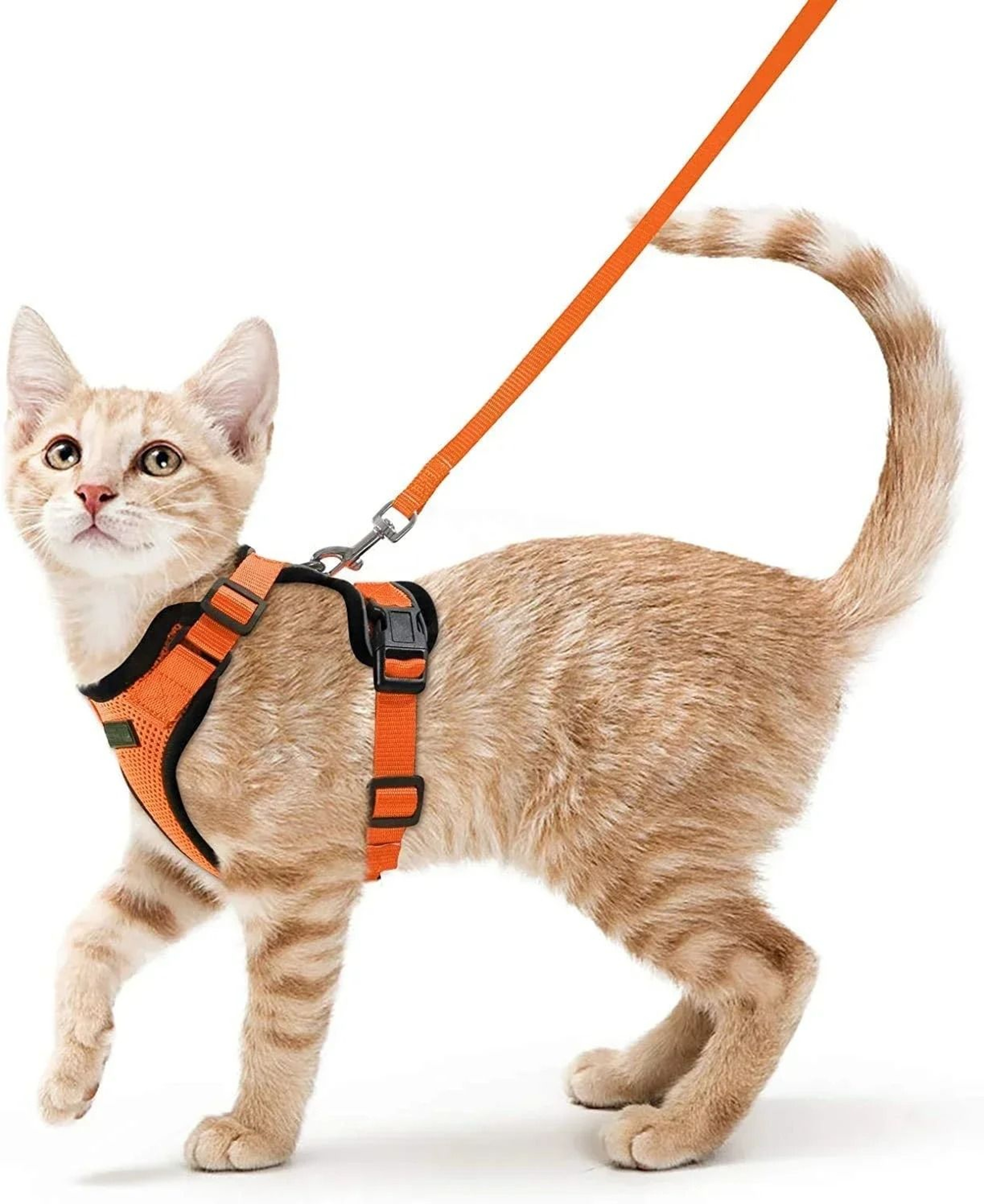 SafePaws EscapeProof Reflective Cat Harness  Leash Set 7