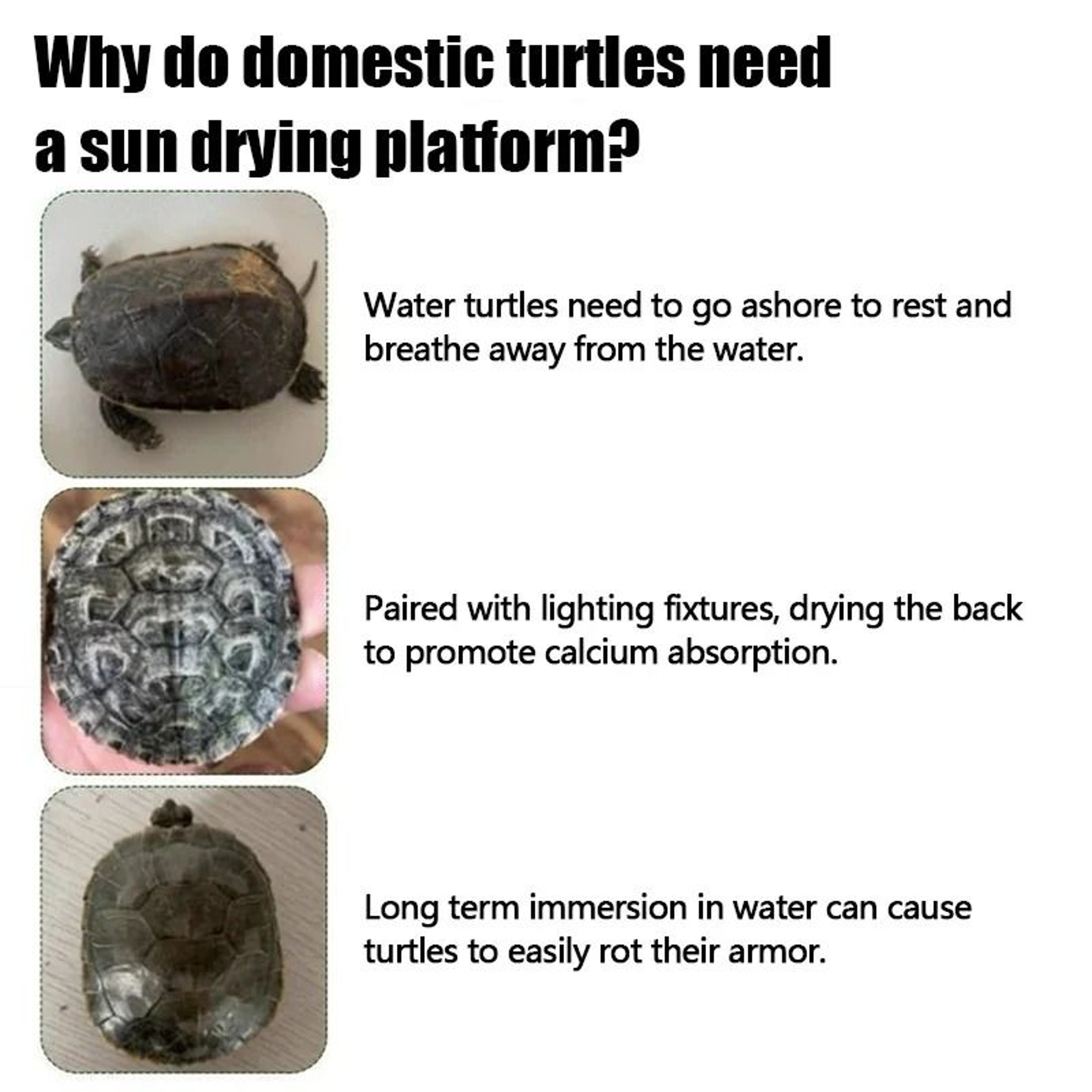 Floating Turtle Basking Platform With Ramp For Aquariums Reptile Habitat Decor 4