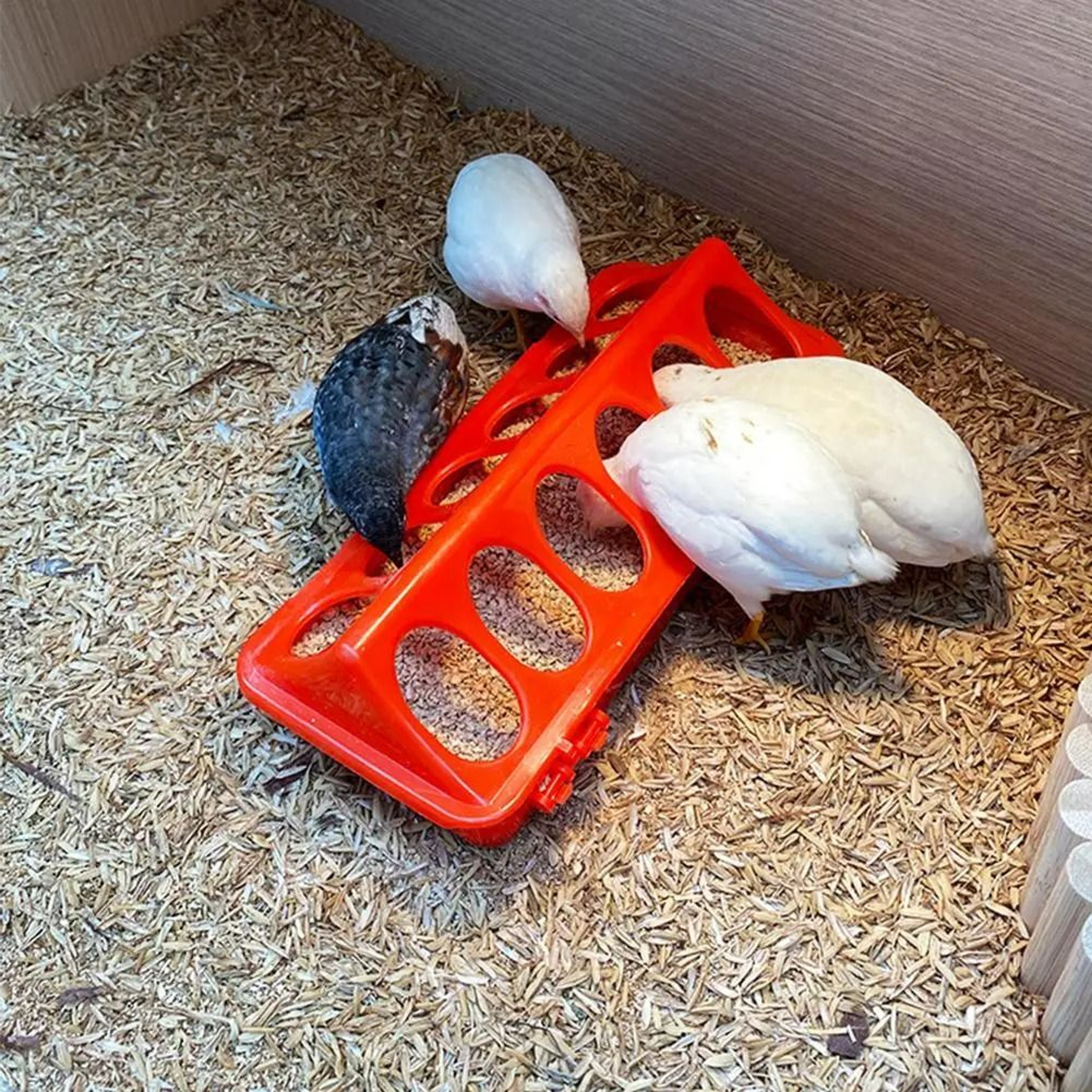 FeedEase Flip Top Poultry Feeder 1