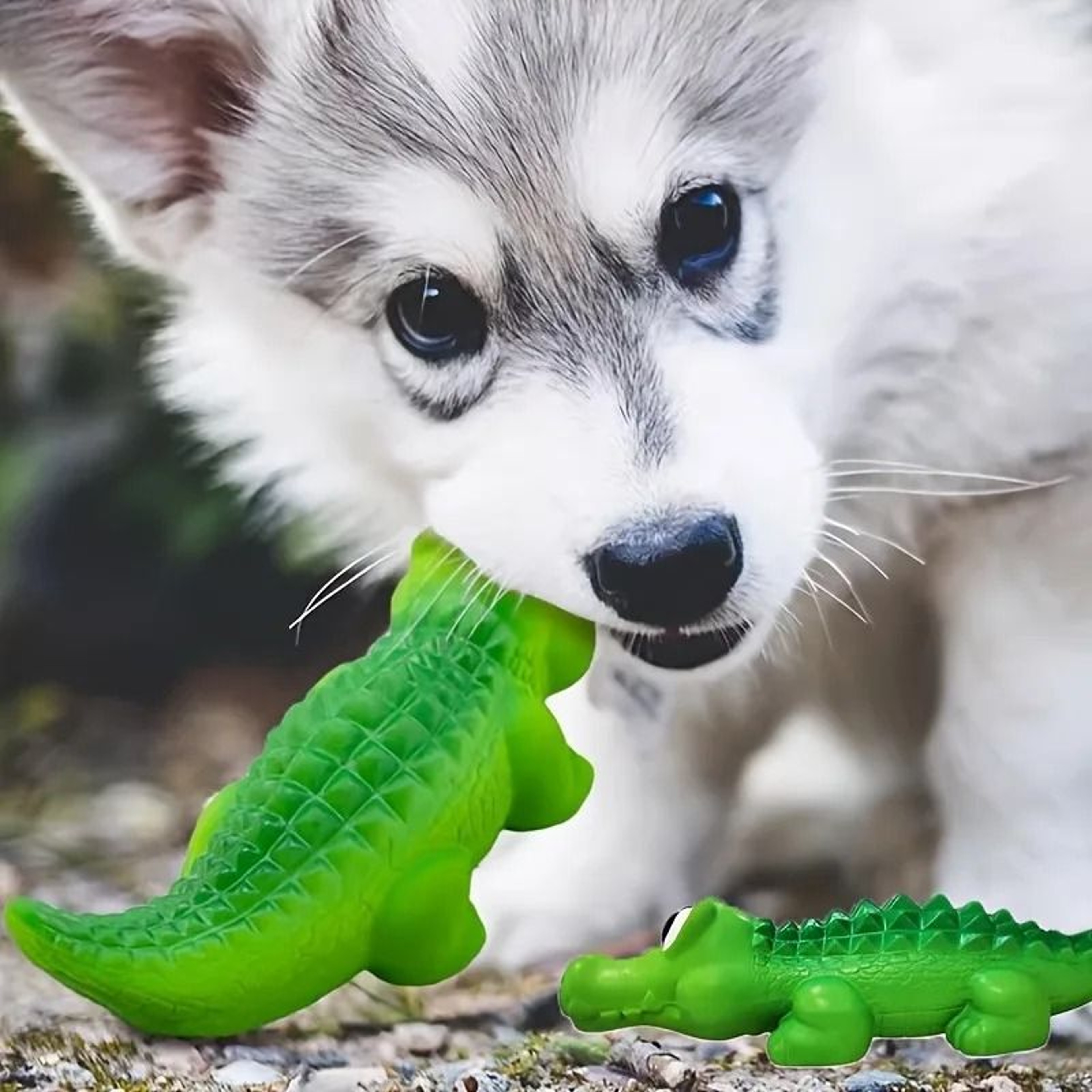 SharkChomp Squeaky Dog Ball 5