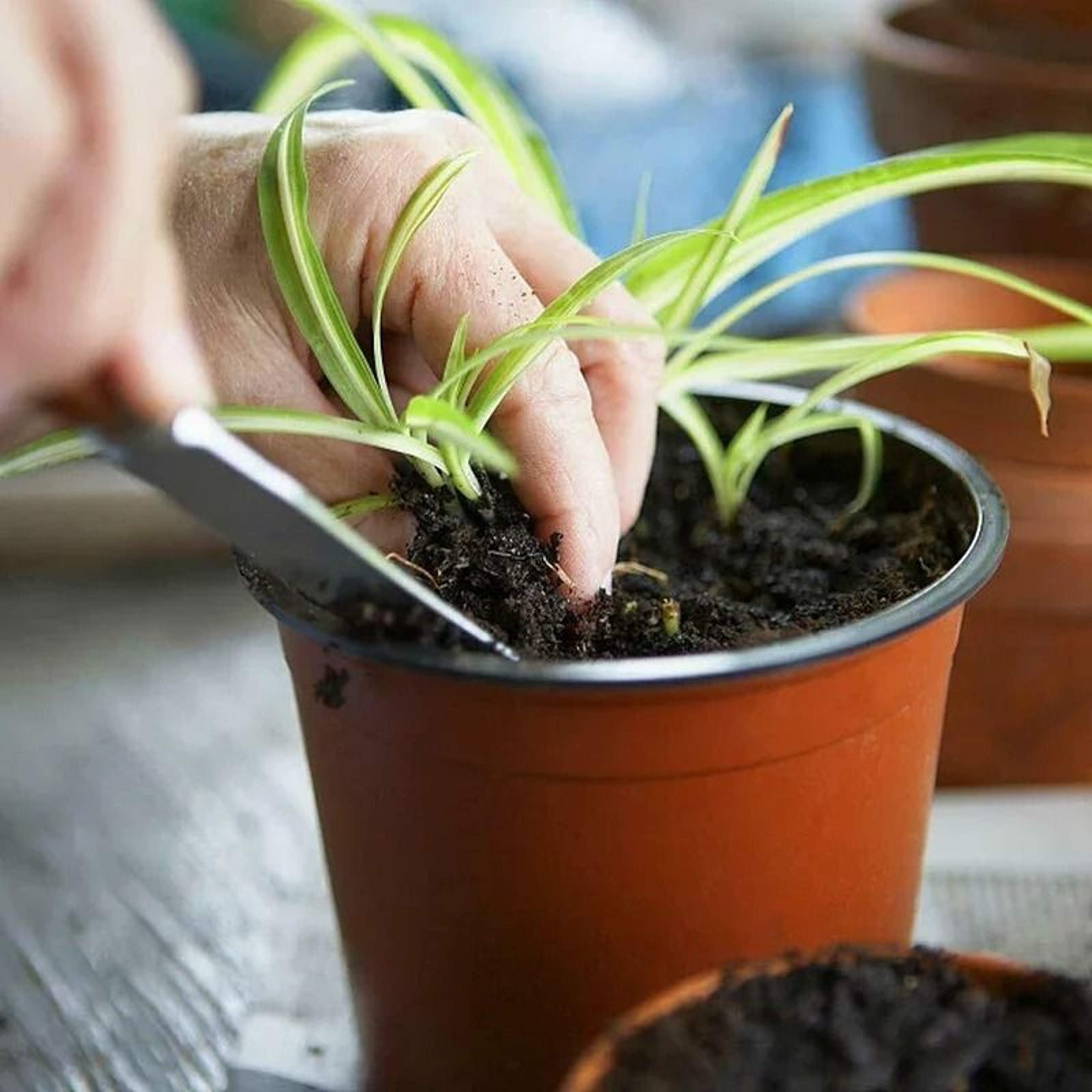 Flexible Plastic Nursery Pots 75 Pack For Seedlings Succulents And Transplants 1