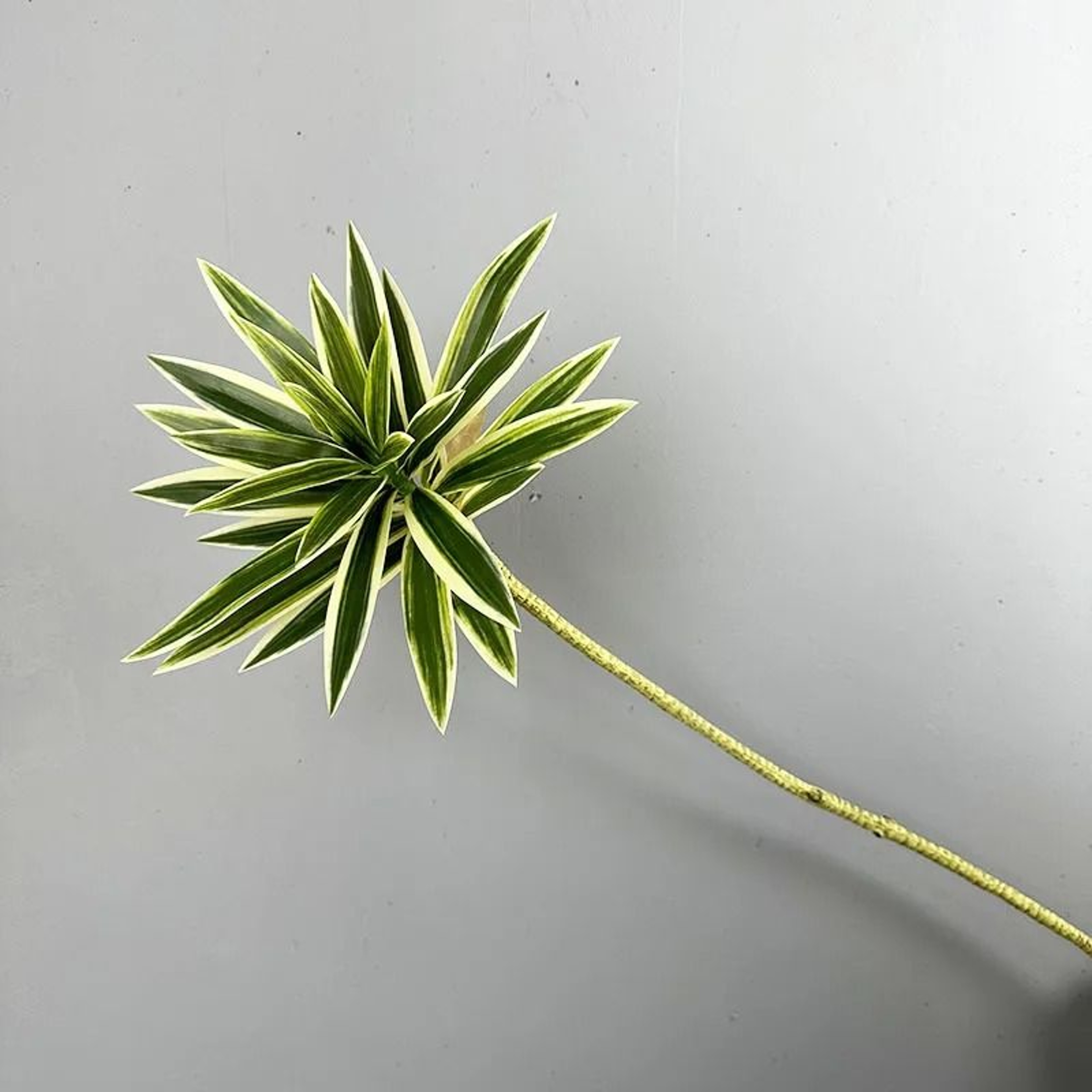 Artificial Brazil Wood Rich Bamboo Plastic Green Tropical Plant Home Garden Decoration 5