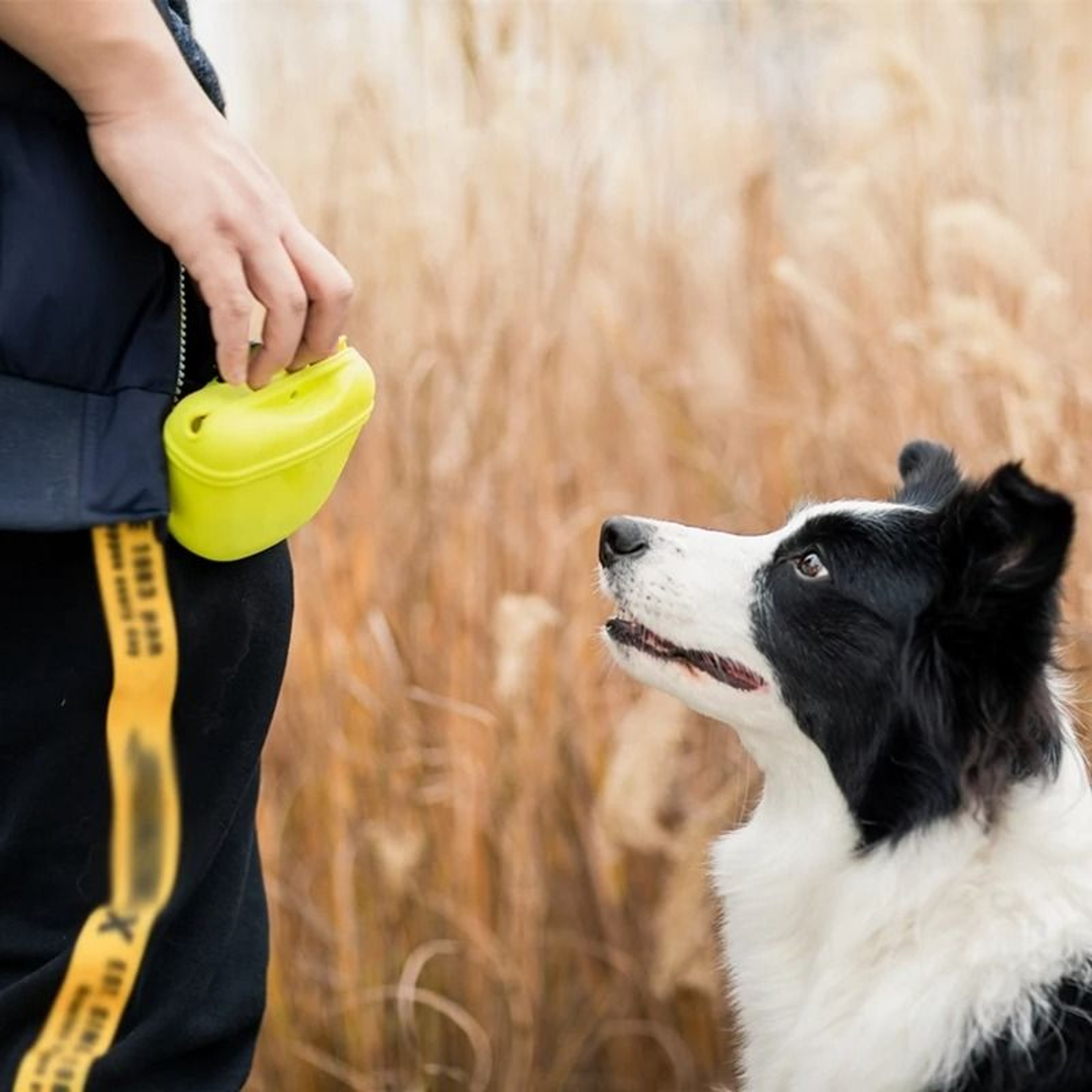 Pet Portable Dog Training Waist Bag Treat Snack Storage Pouch 4