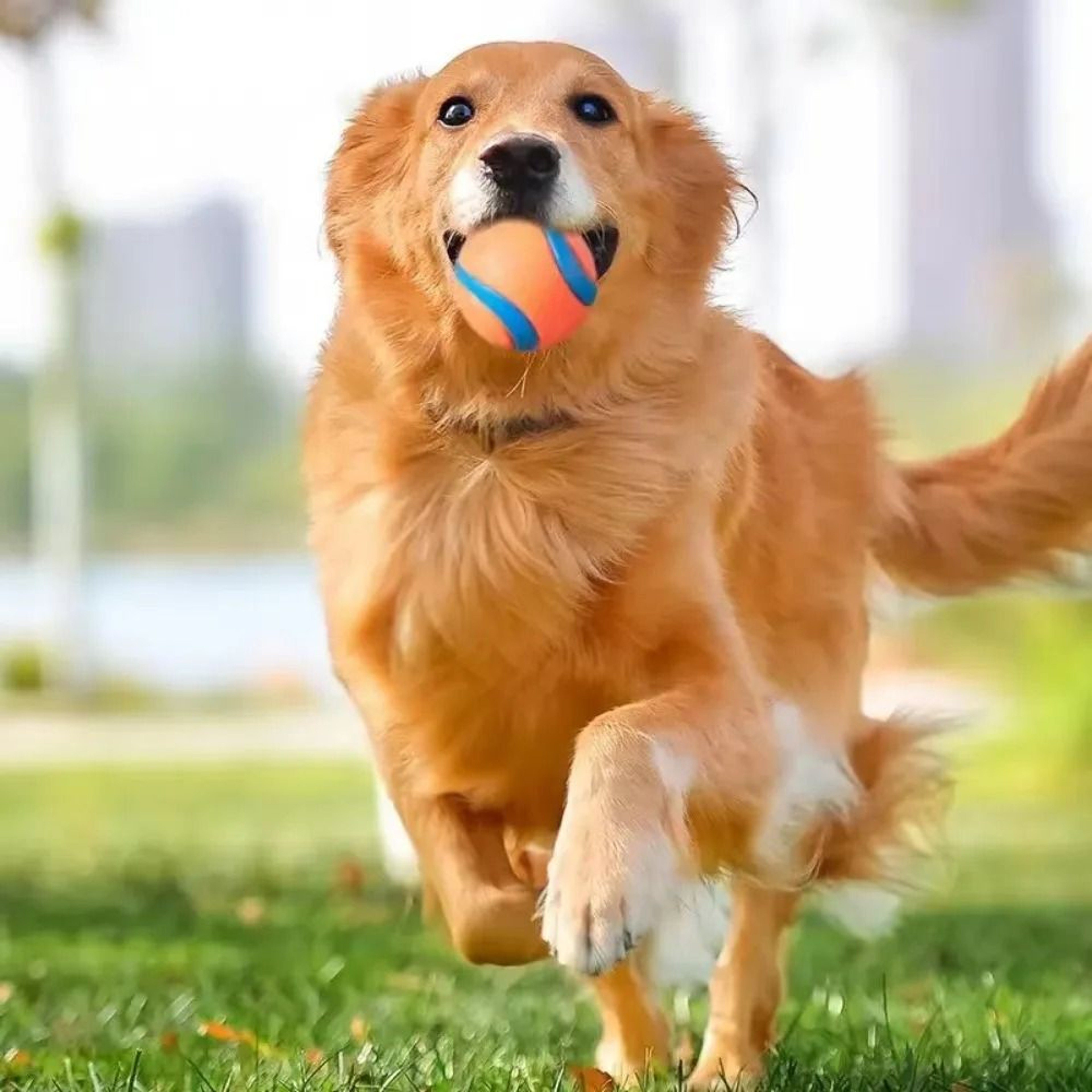 Dog Fetch Ball Tough Chew Toy Solid Elastic Jumping Ball For Dogs 2