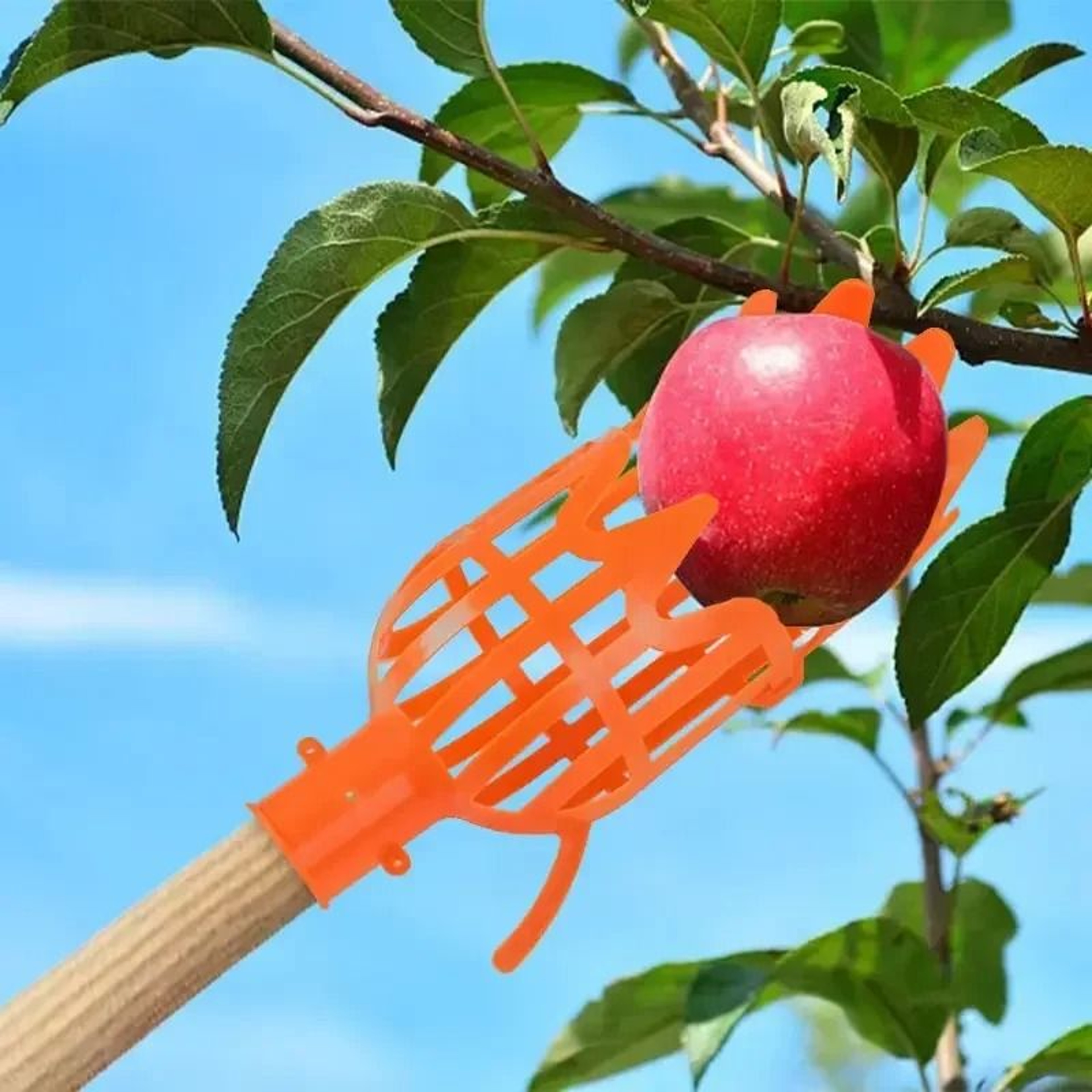 High Altitude Fruit Picker Plastic Garden Harvesting Tool For Loquat Bayberry Peach Plum And Jujube 2
