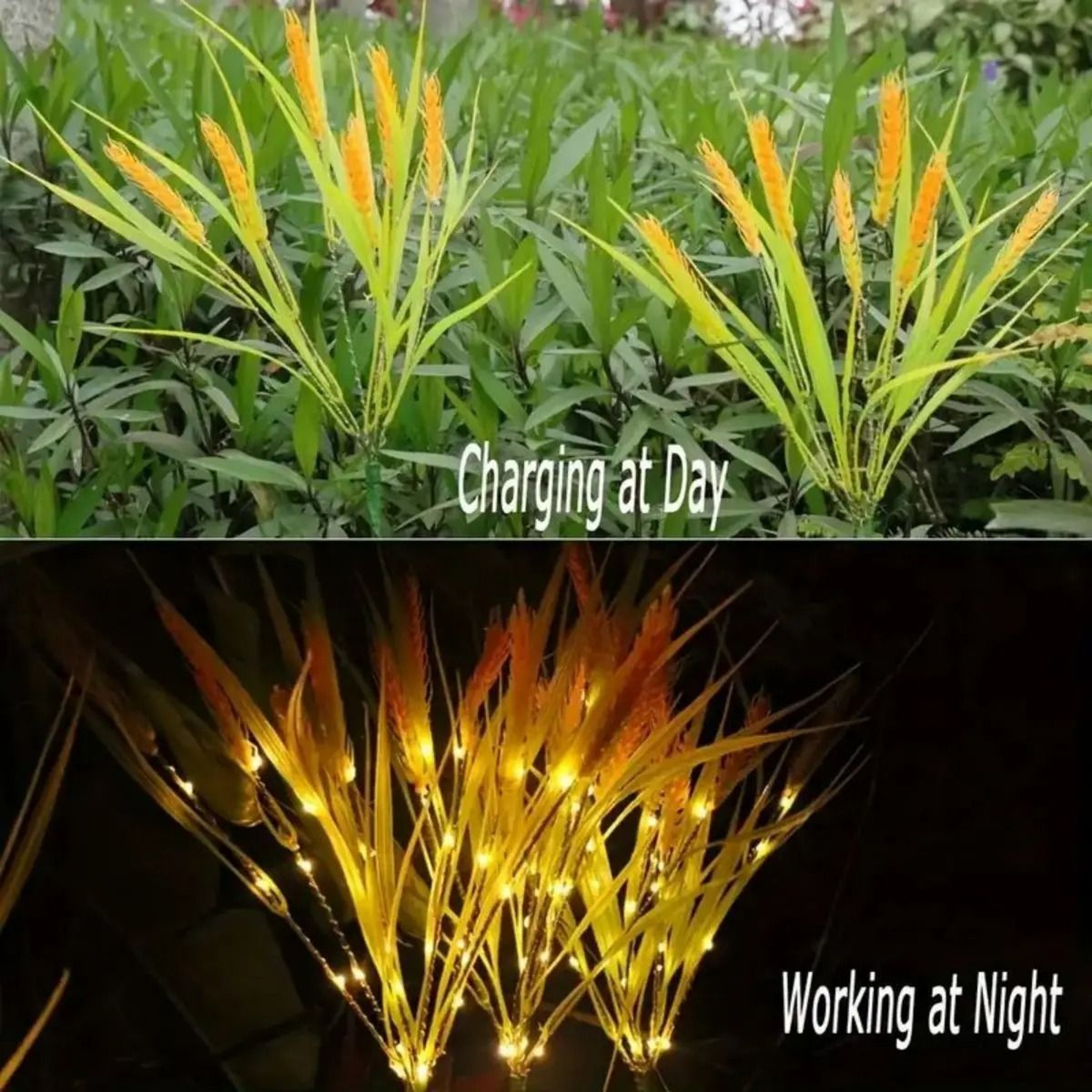 Vibrant Autumn Wheat Solar Pathway Lights 2