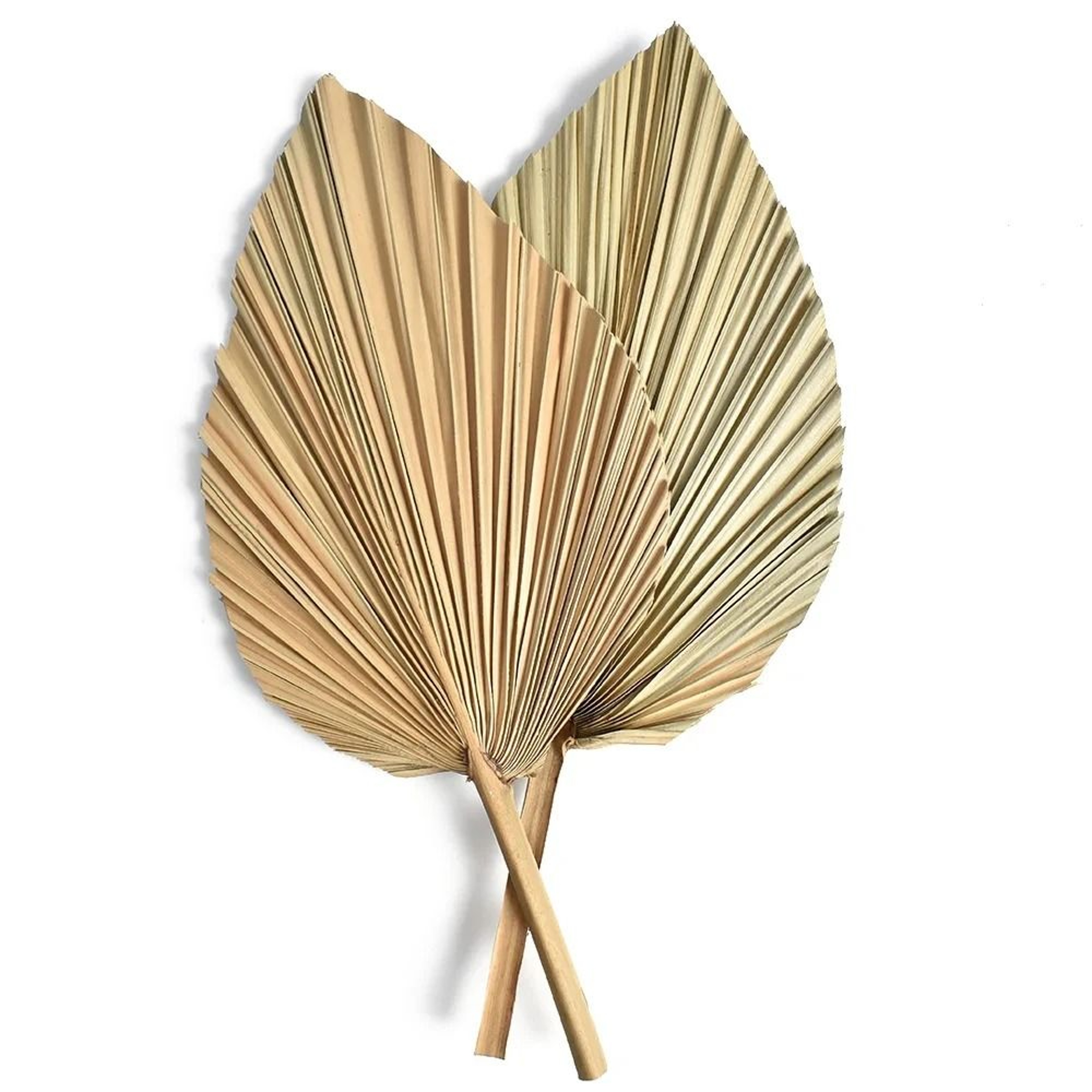 2 PCS Dried Palm Fan Leaf  Pampas Grass Set 4