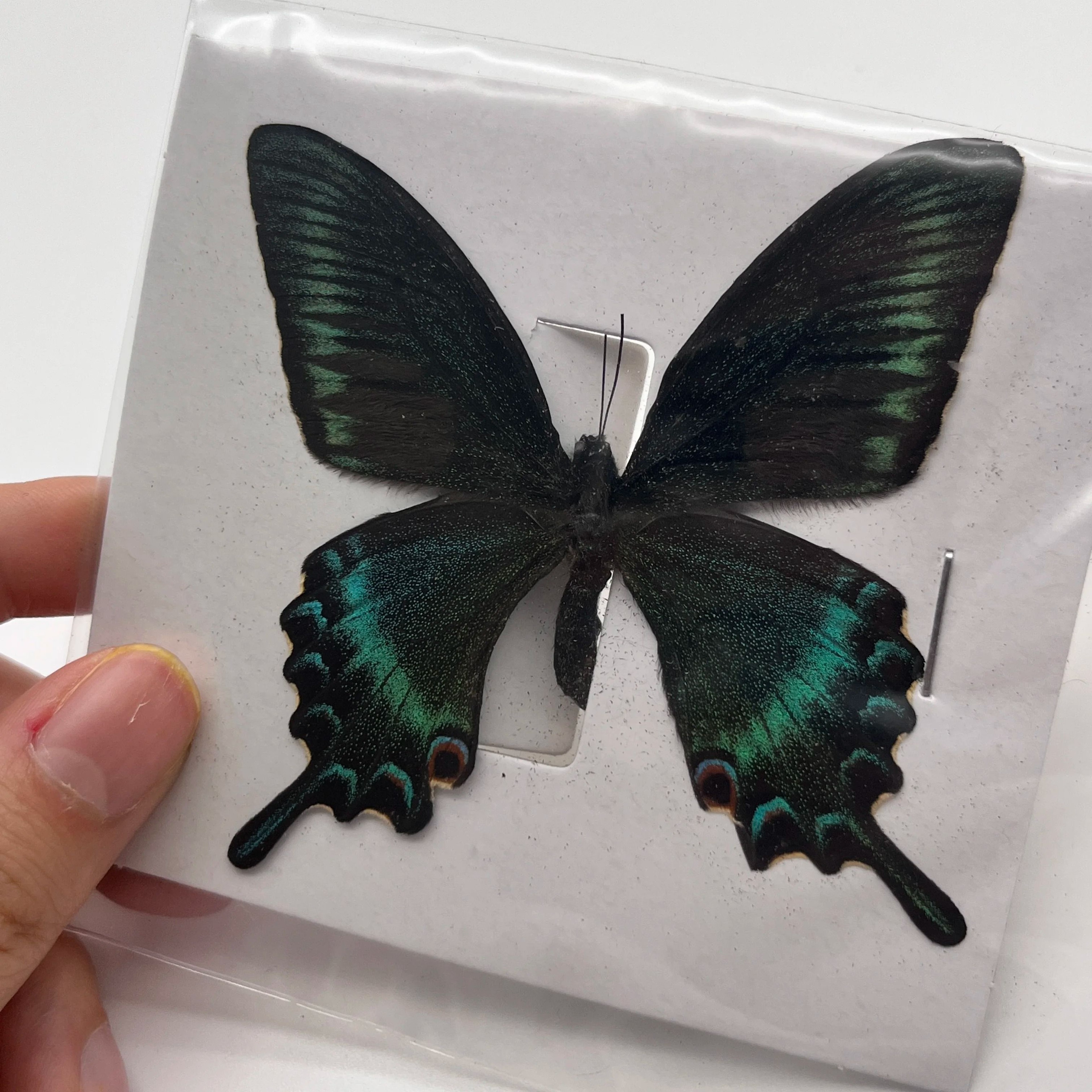 Natural Real Butterfly Specimens  10100Pcs Ethically Sourced Insect Collection 4