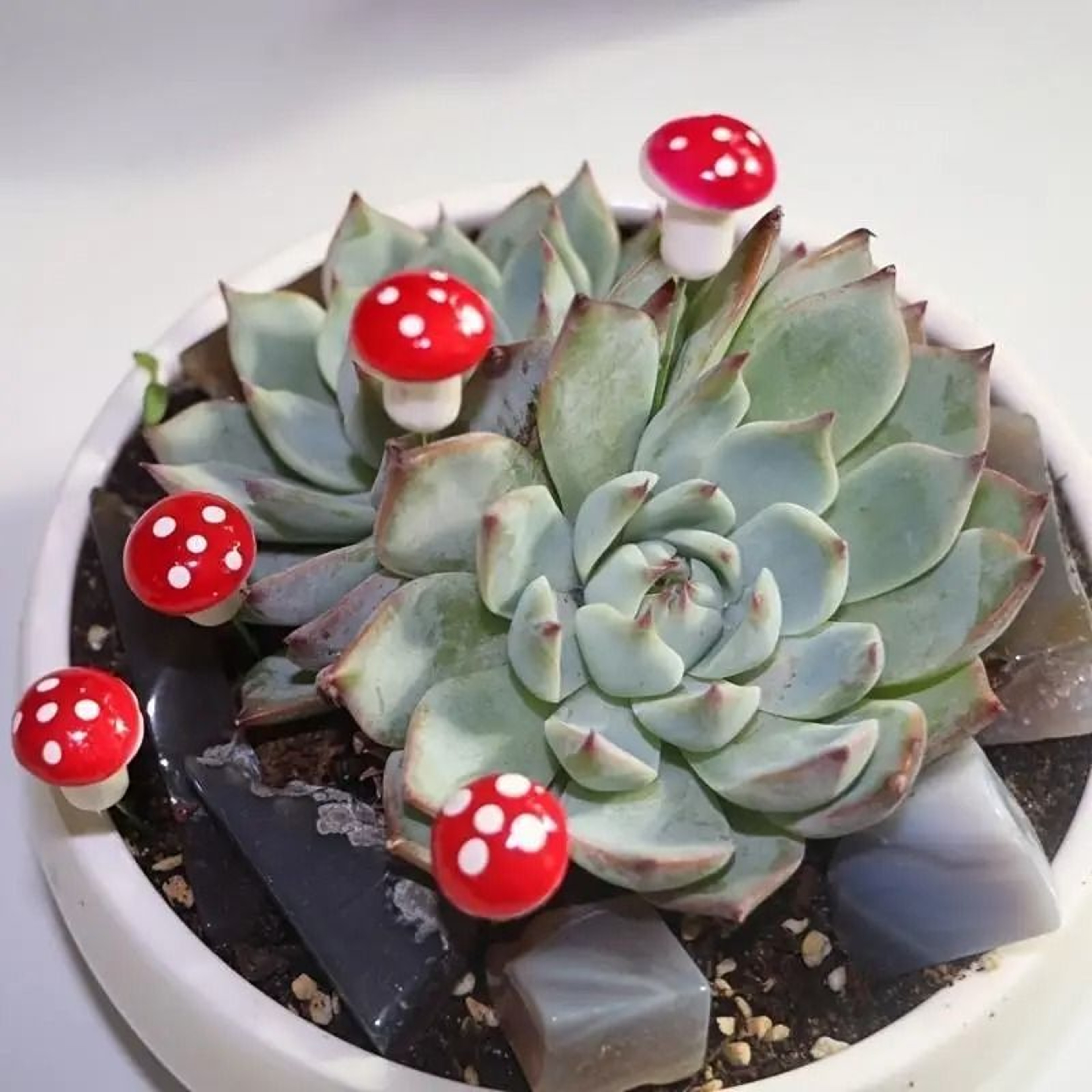 Bulk Mini Foam Mushroom Miniatures  Red Spotted Fairy Garden  Bonsai Decor 3