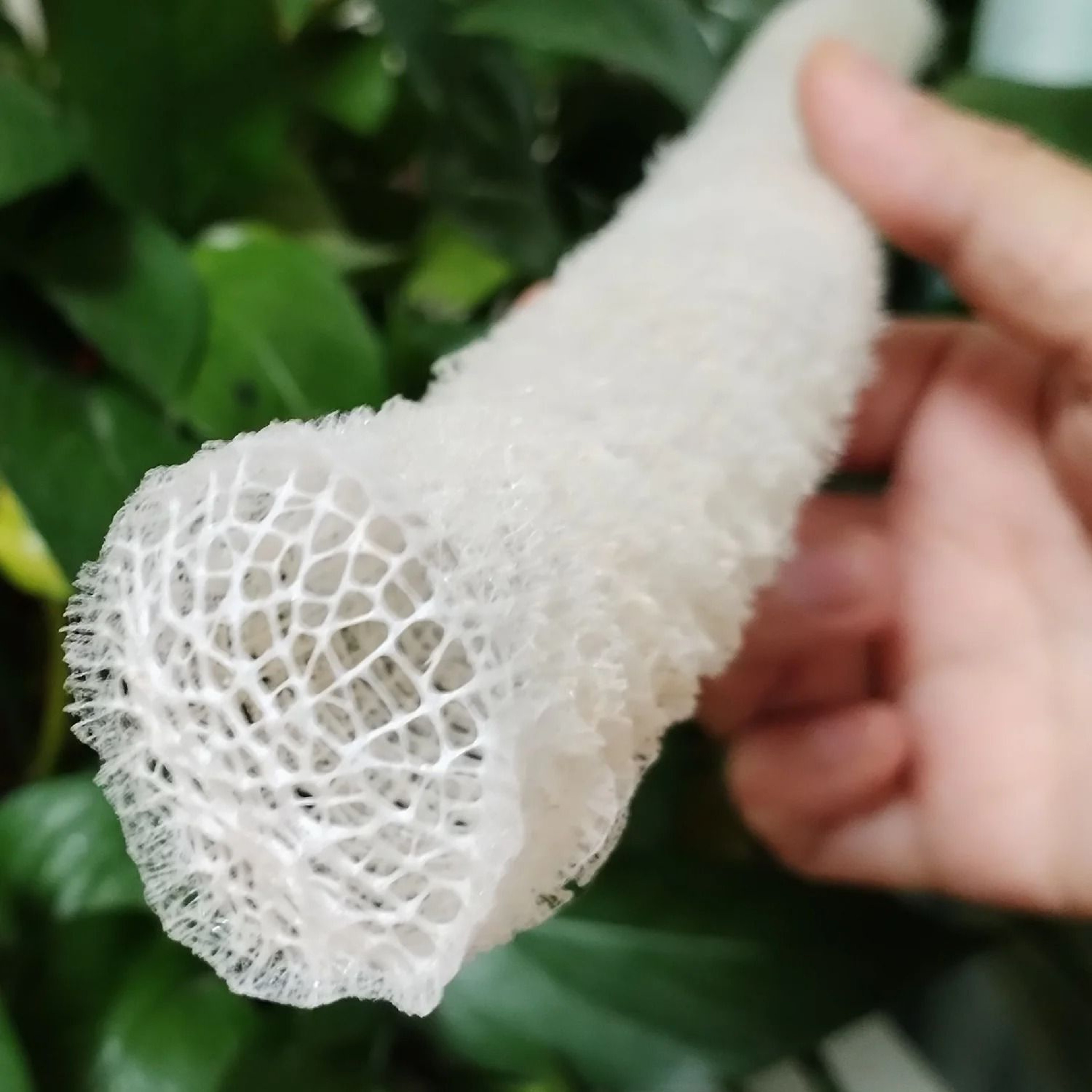 Natural Venus Flower Basket Sponge  Rare Euplectella Sea Porifera Ocean Specimen 2