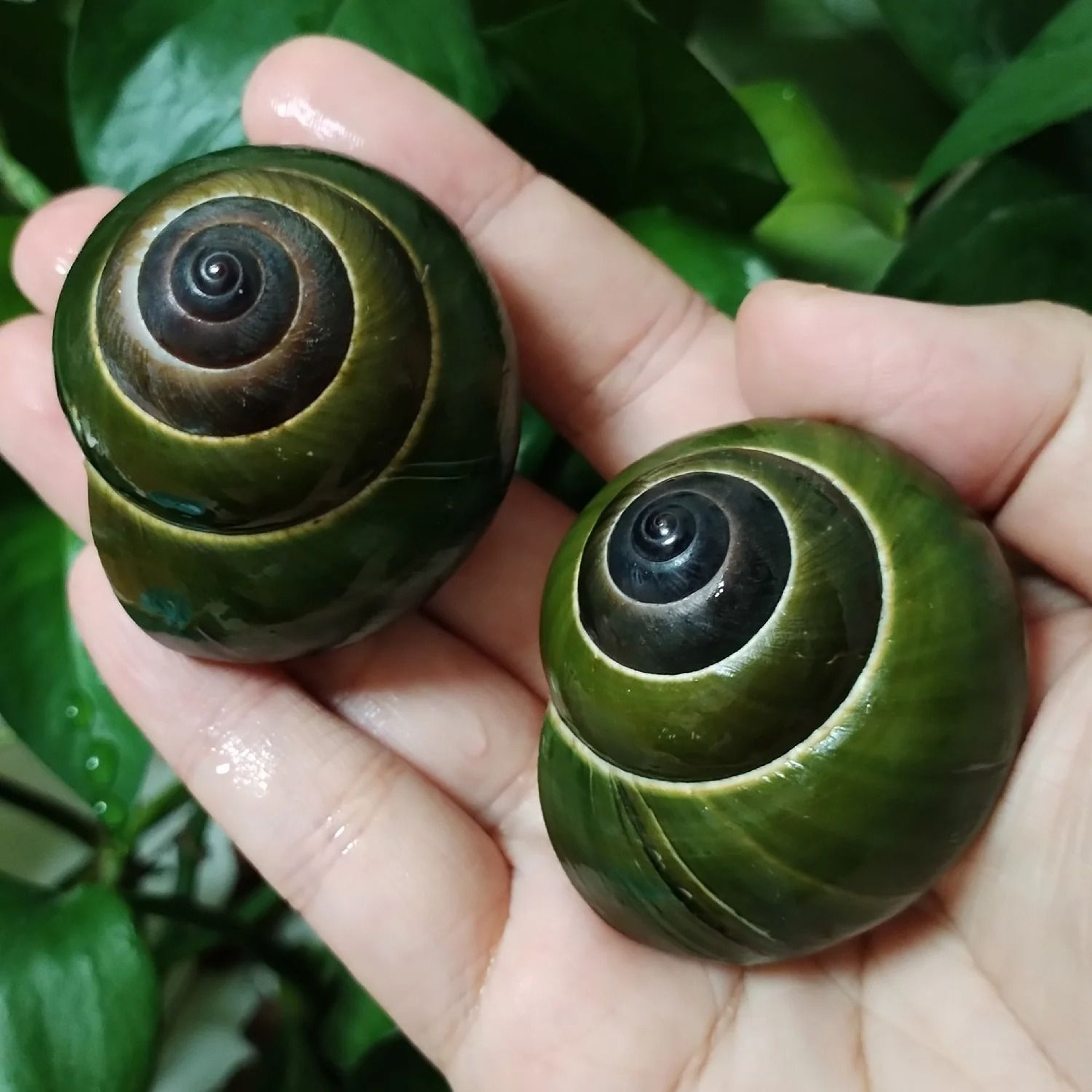 Rare Green Jade Snail Shell  Authentic Dyakiidae Specimen For Aquarium  Collection 1