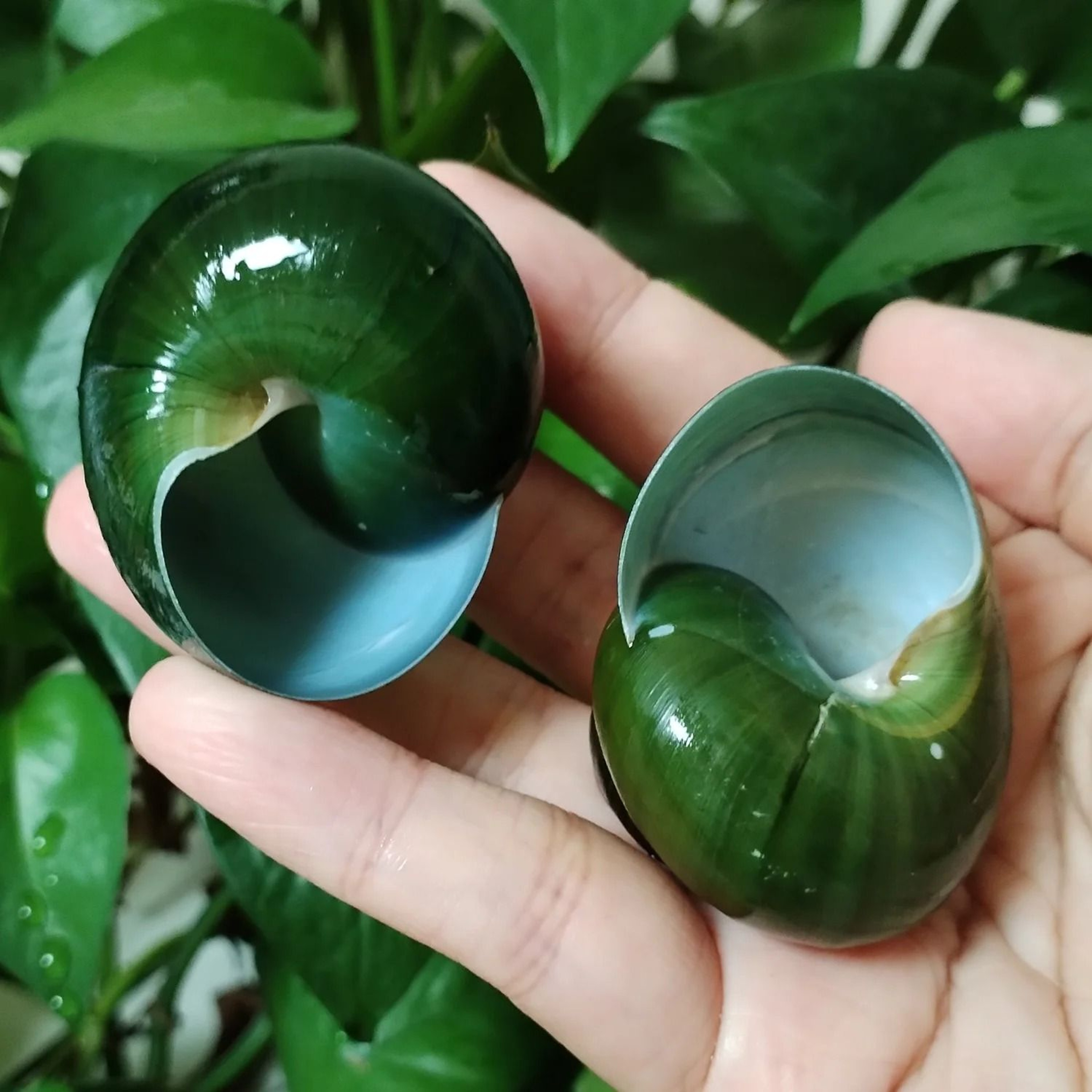 Rare Green Jade Snail Shell  Authentic Dyakiidae Specimen For Aquarium  Collection 3