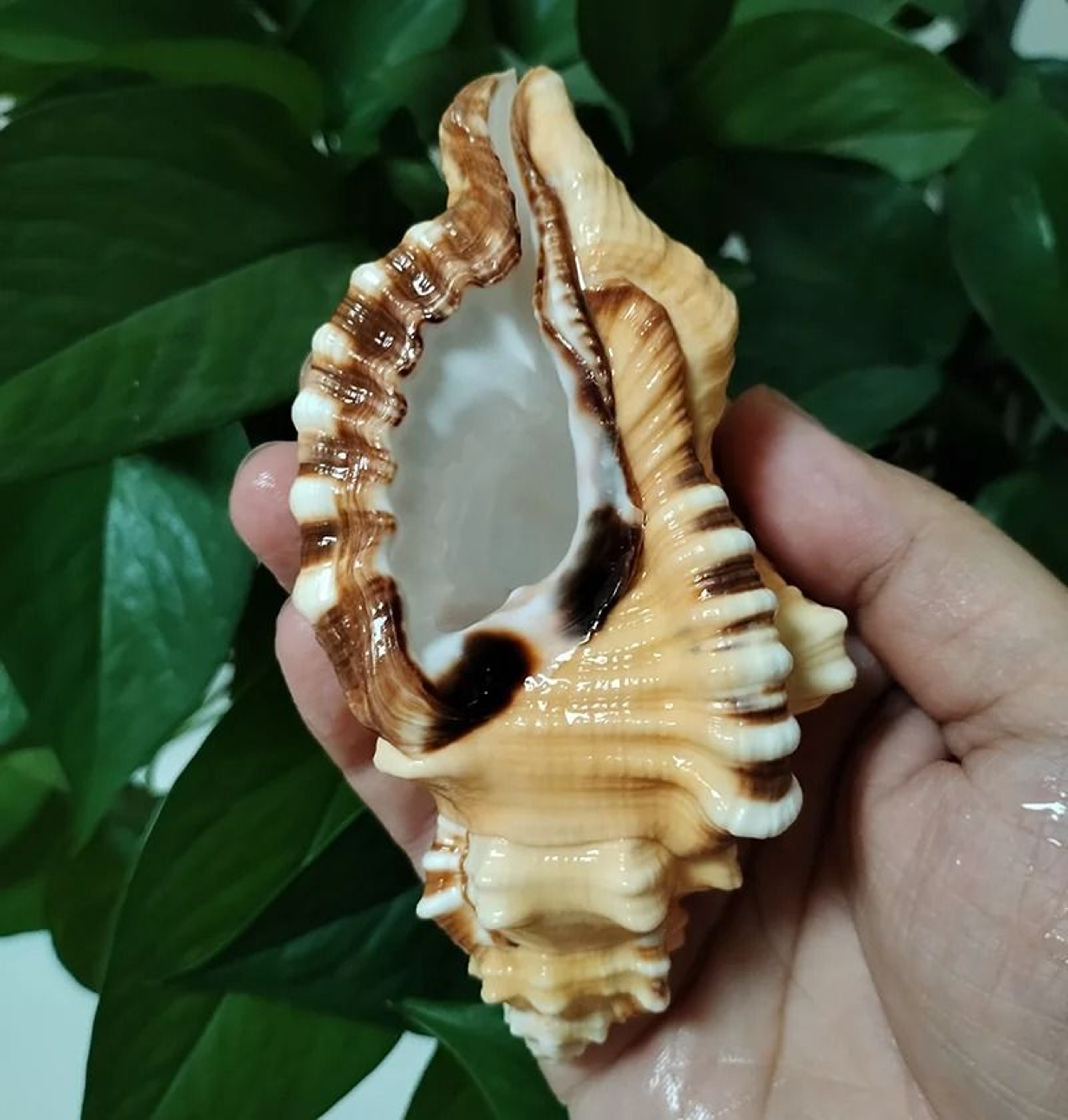 BlackSpotted Bath Triton Shell  Natural YellowOrange Cymatium Lotorium Specimen 4