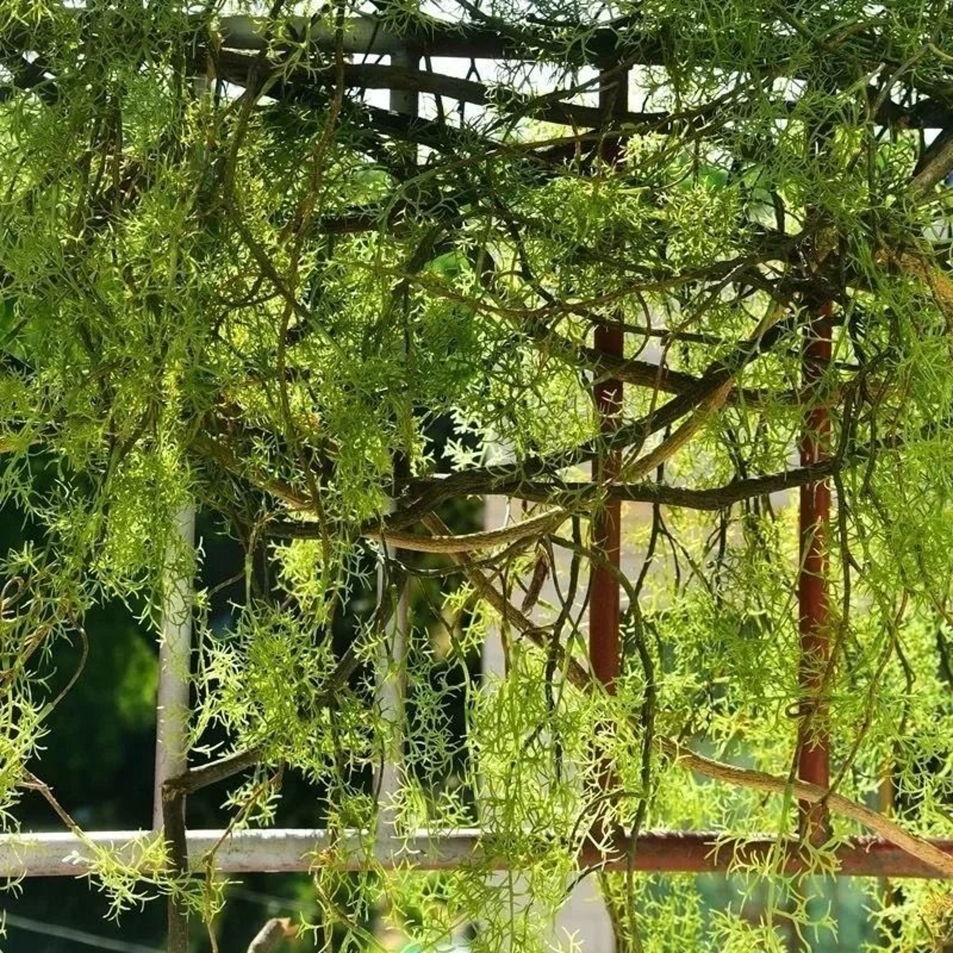 Botanical Asparagine Cascade  13M HighDensity Hanging Vine  Executive Lobby  Studio Sanctuary Decor 4