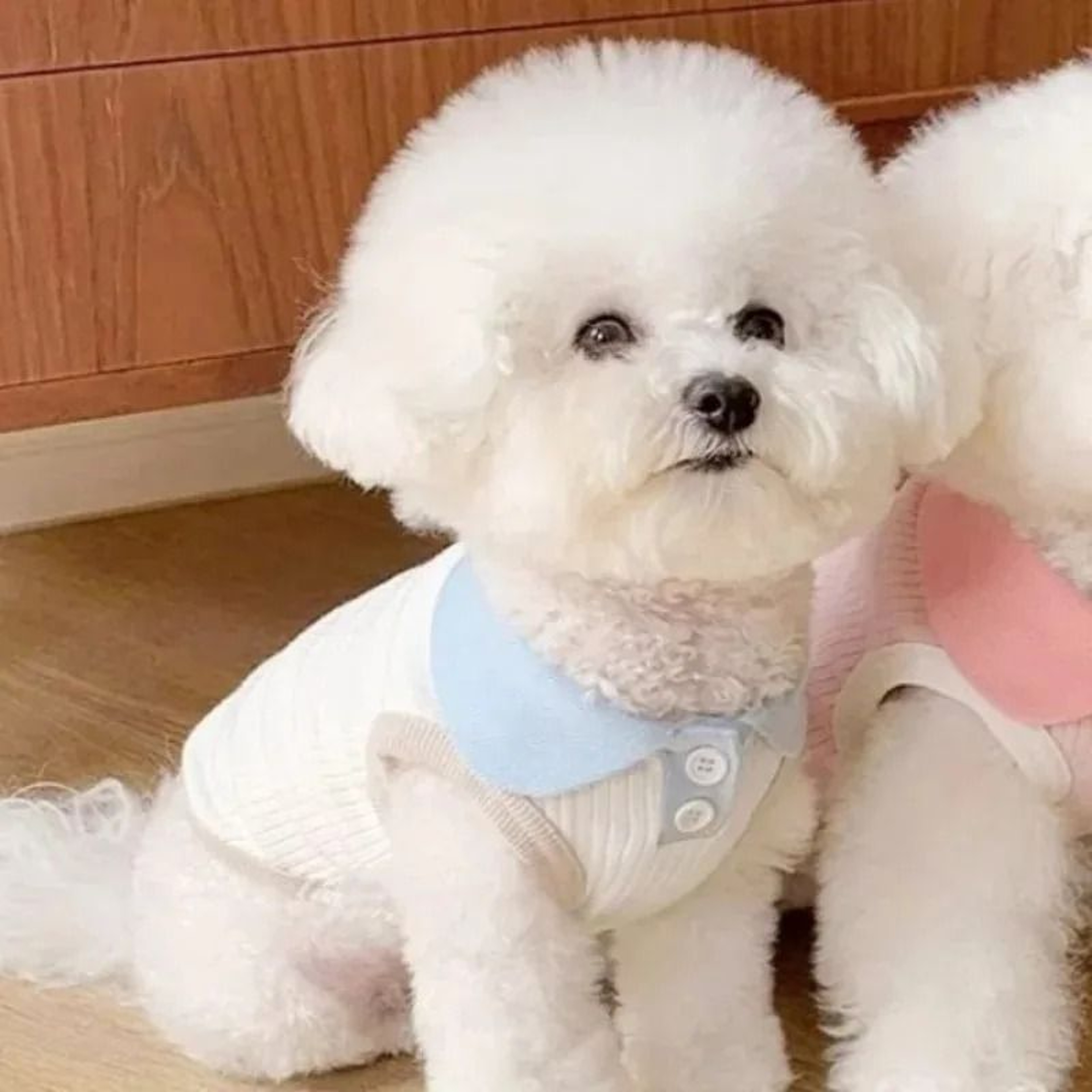 Breathable Lightweight Summer Pet Shirt 6
