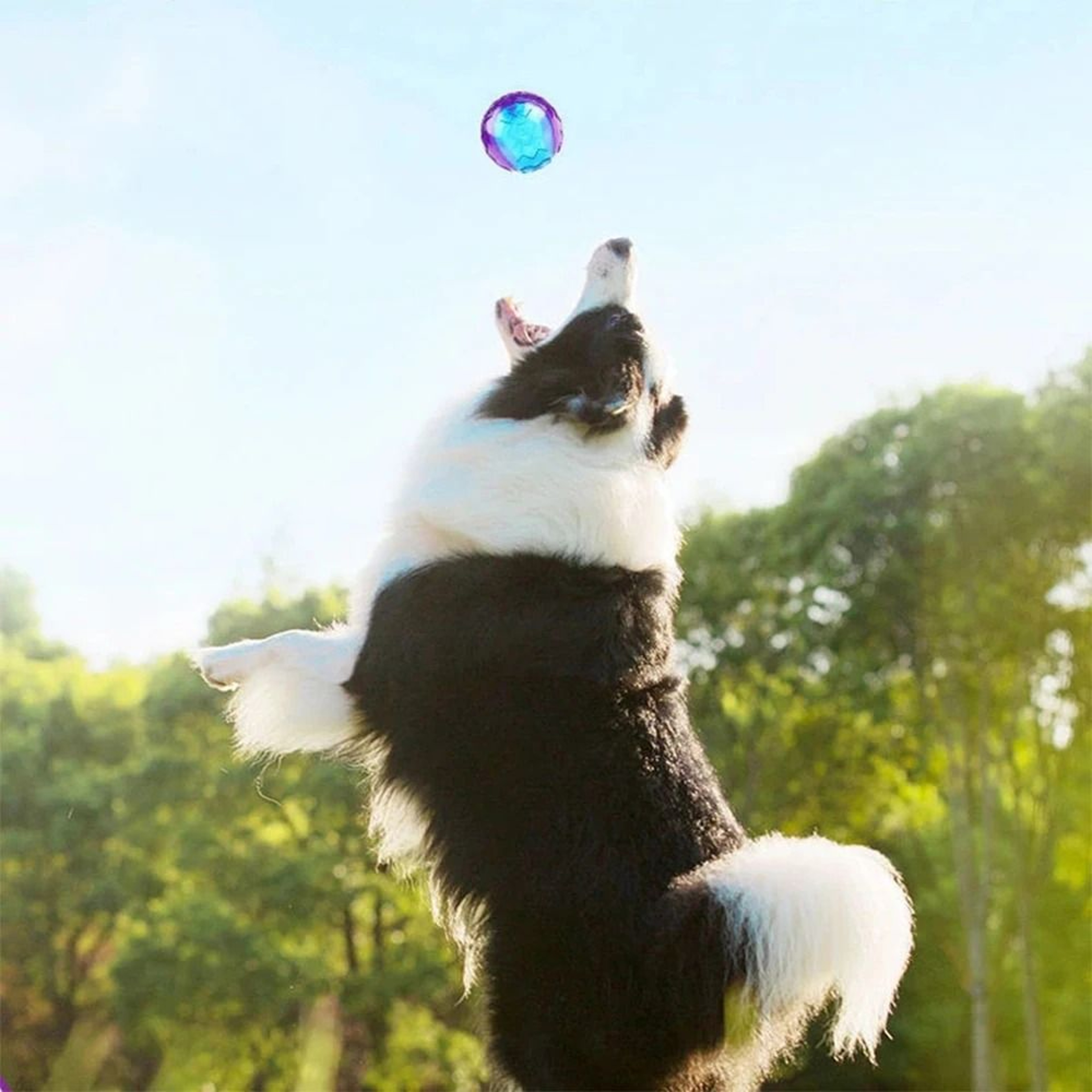 Pure Natural Rubber Squeaky Elasticity Ball 5