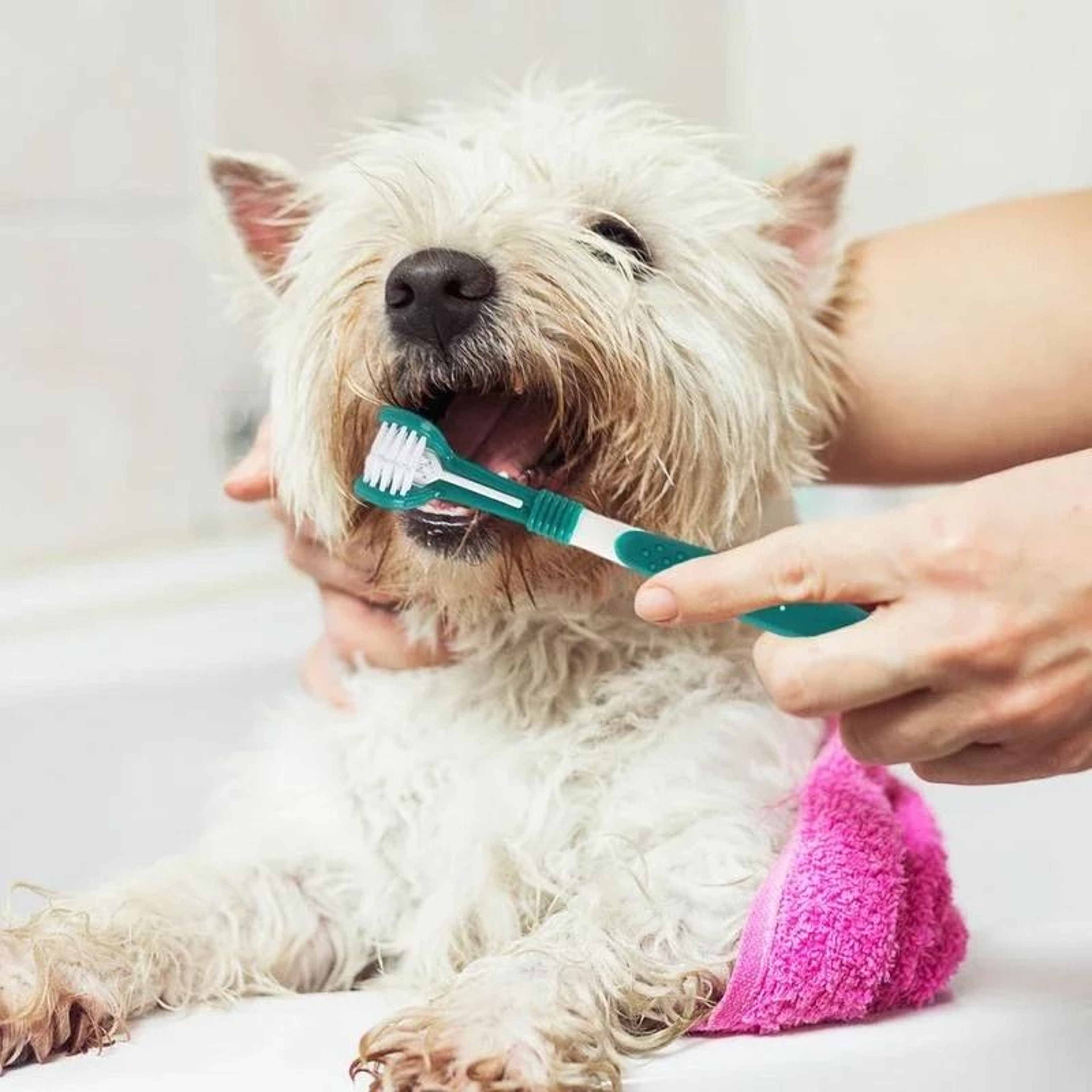 ProClean 3Sided Ergonomic Pet Toothbrush 5