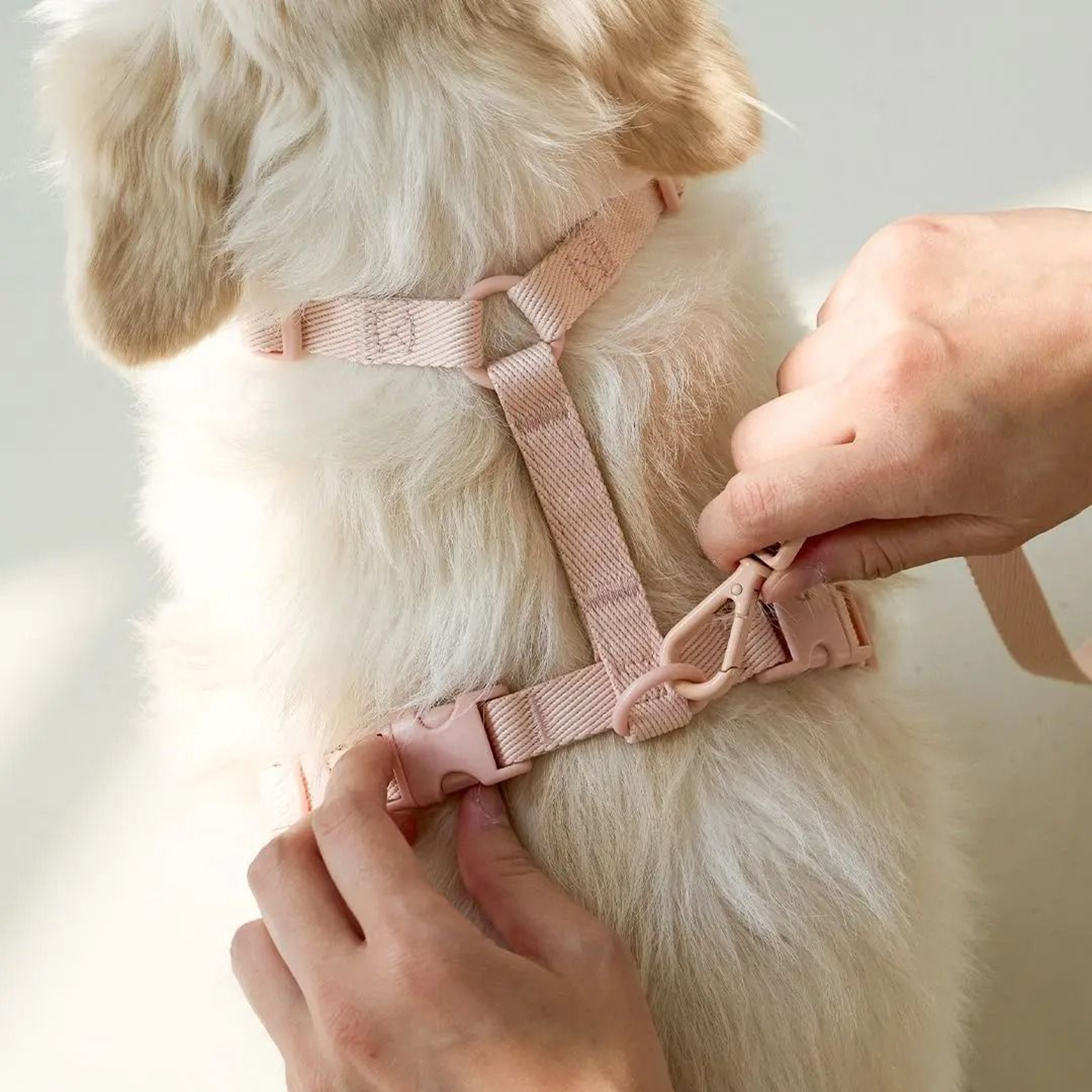 Macaron Series DualHead Designer Harness  Leash Set 4