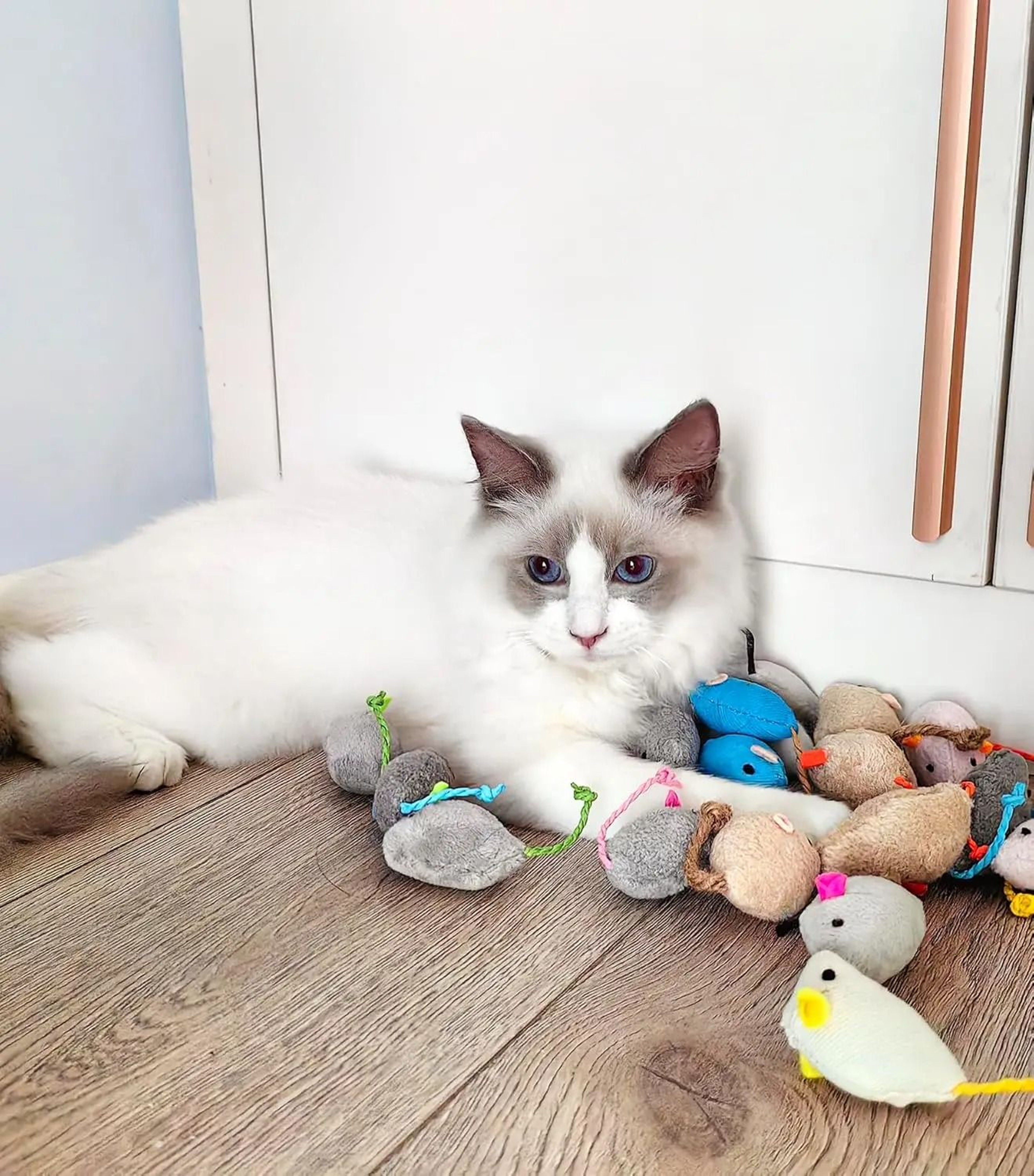 Interactive Rattle  Catnip Mice 3
