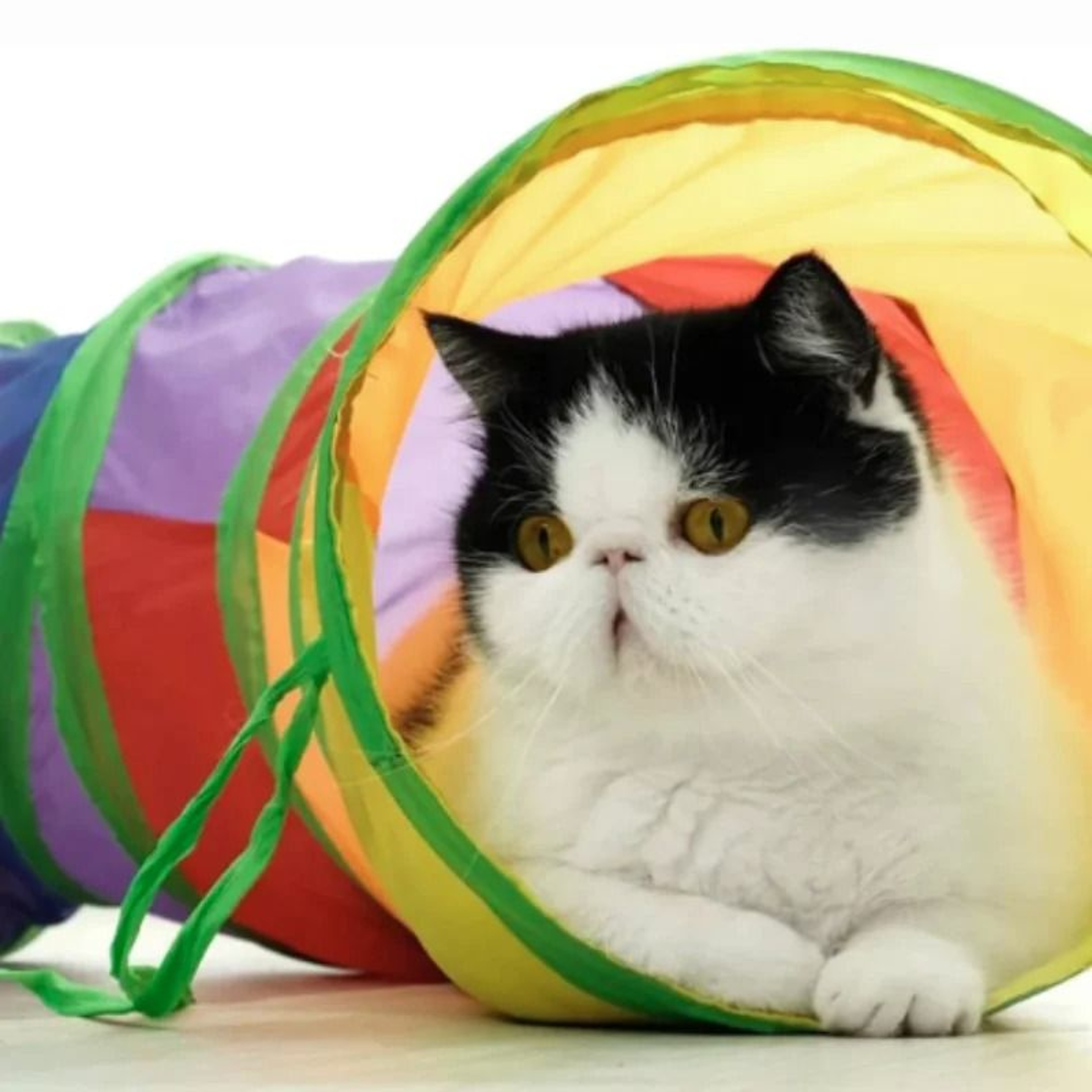 HighReliability Collapsible Explorer Pet Tunnel 5