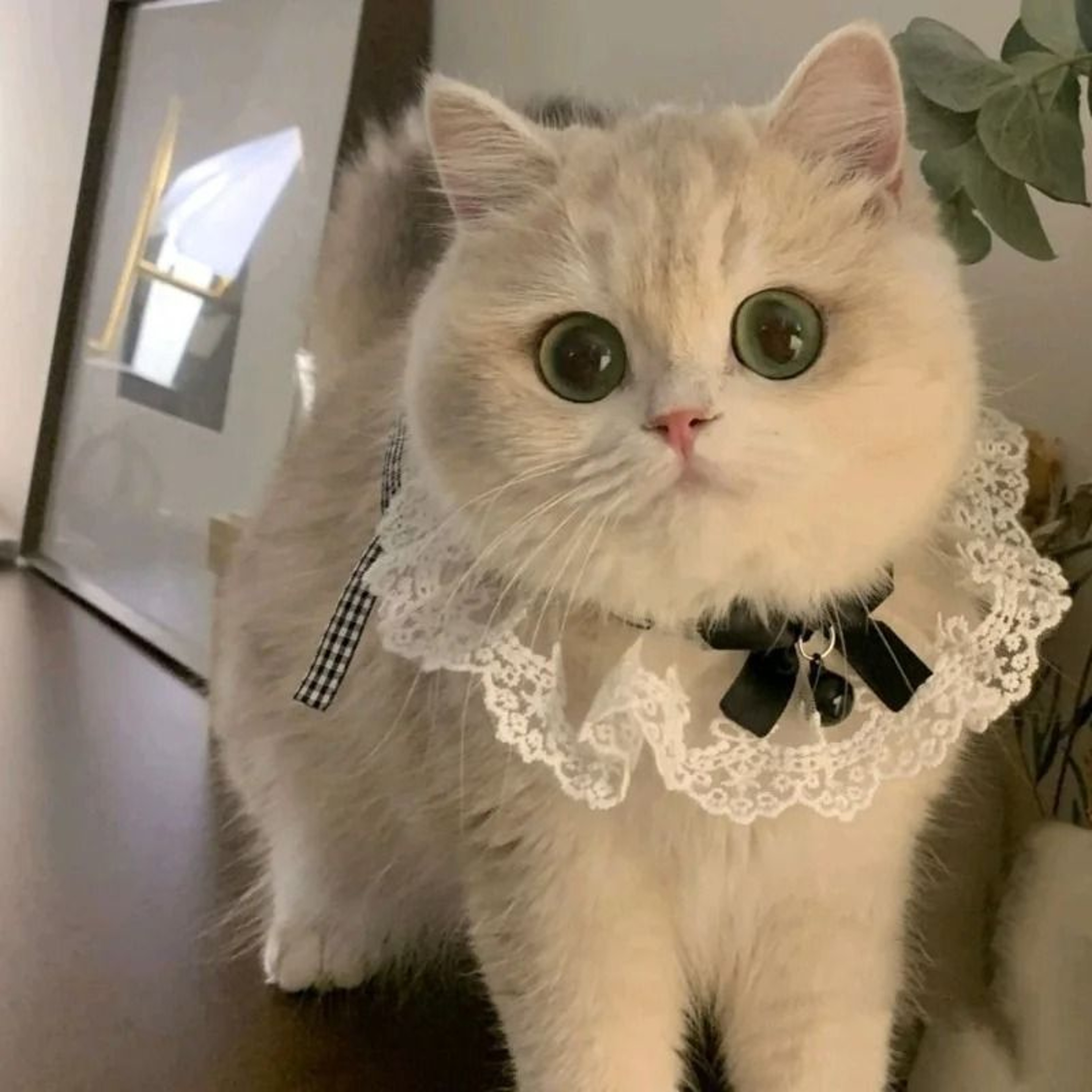 PrincessStyle Ceremonial Collar Hub 8