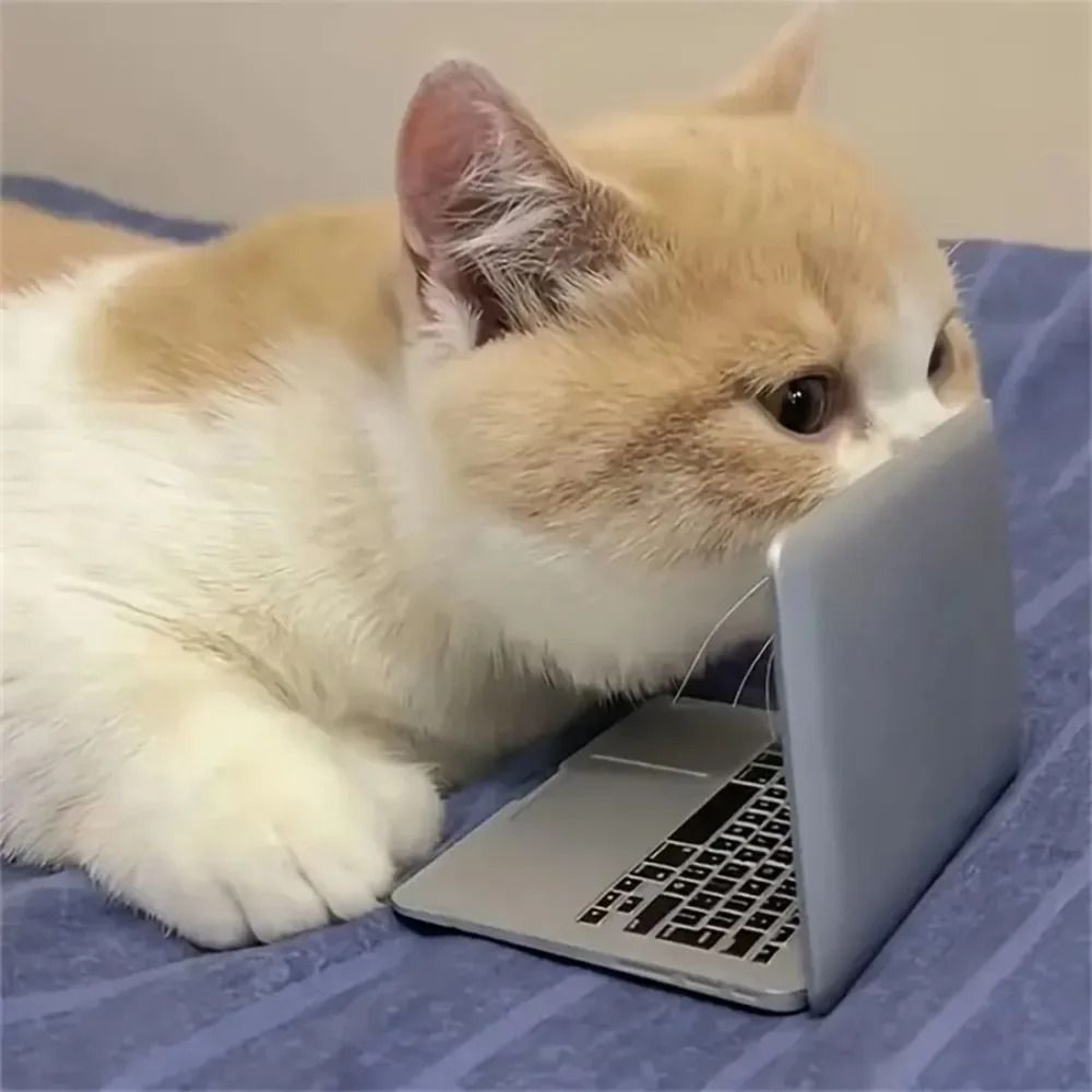 Miniature Feline Computing Mirror Hub 2