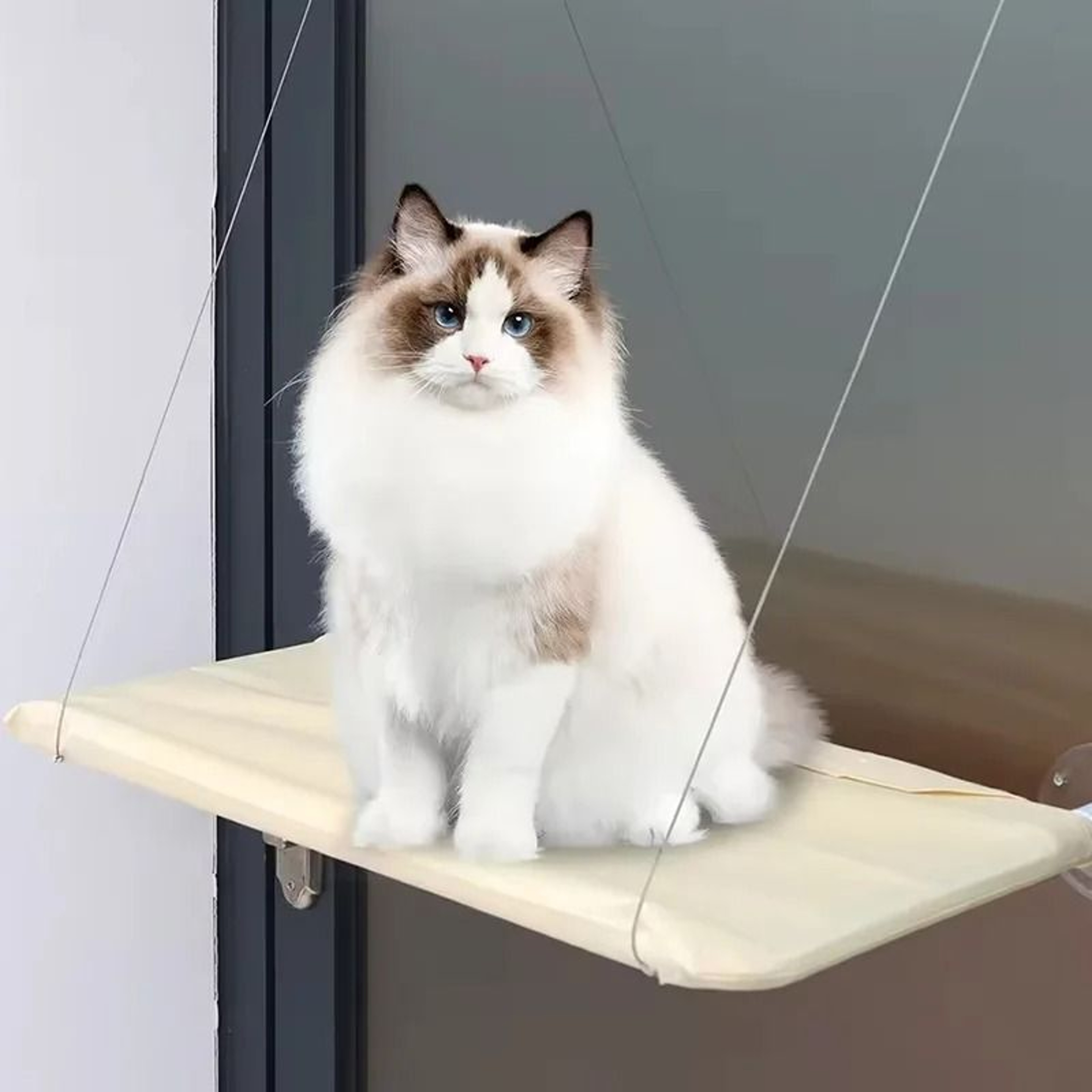 Elevated Window Lounge  Sunbathing Perch 1