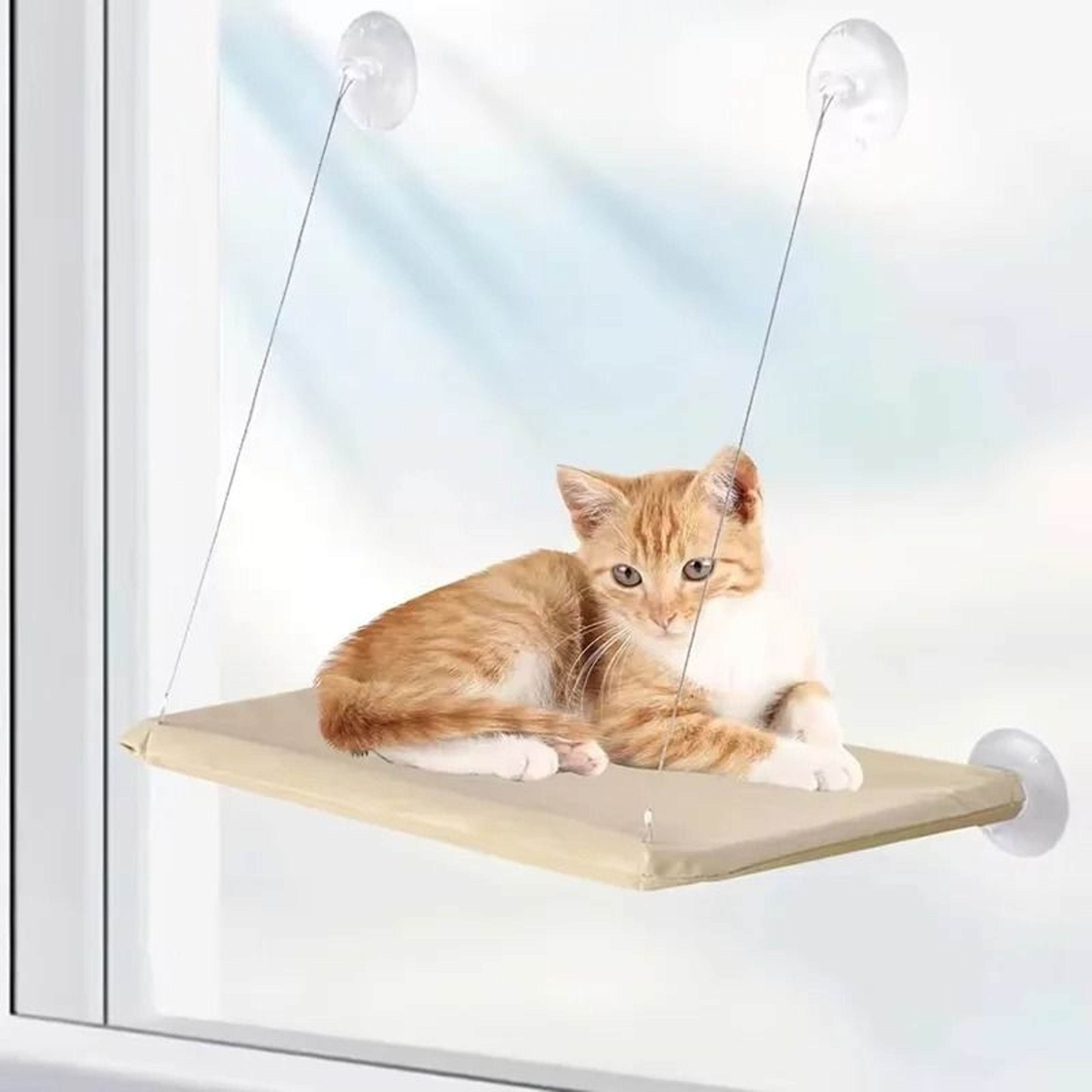 Elevated Window Lounge  Sunbathing Perch 2