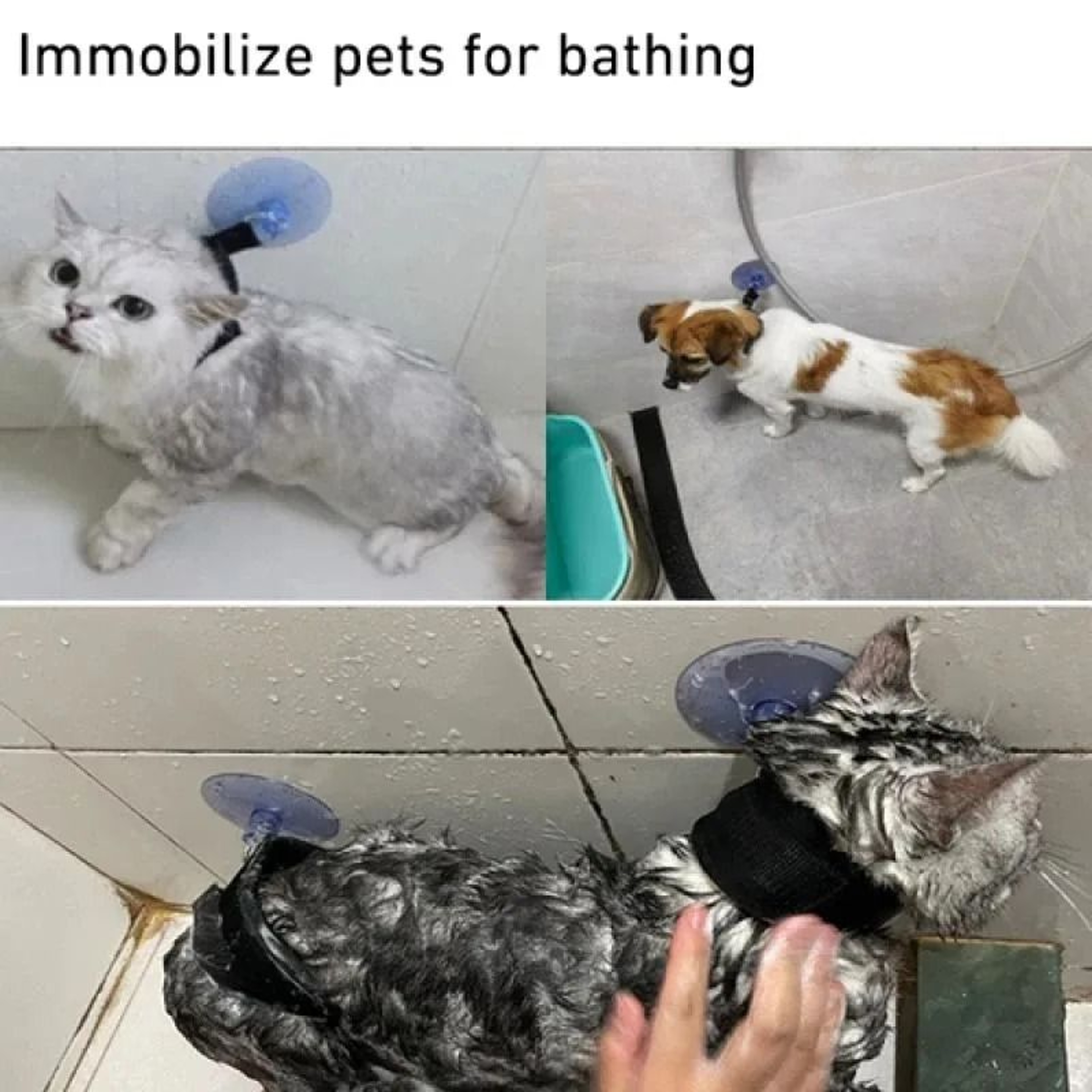 HandsFree Pet Bathing  Grooming Tether 2