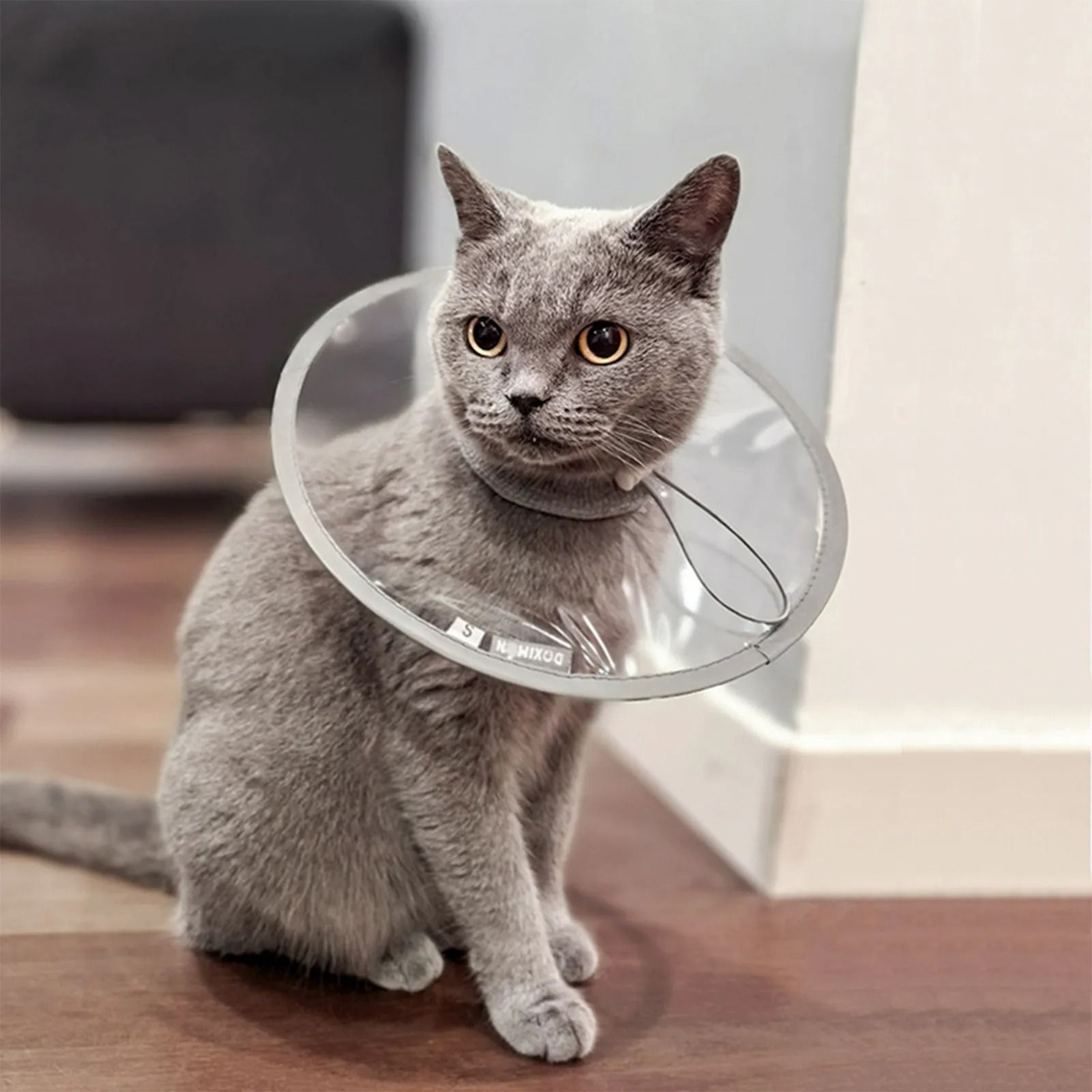 SoftComfort Pet Recovery Cone 0