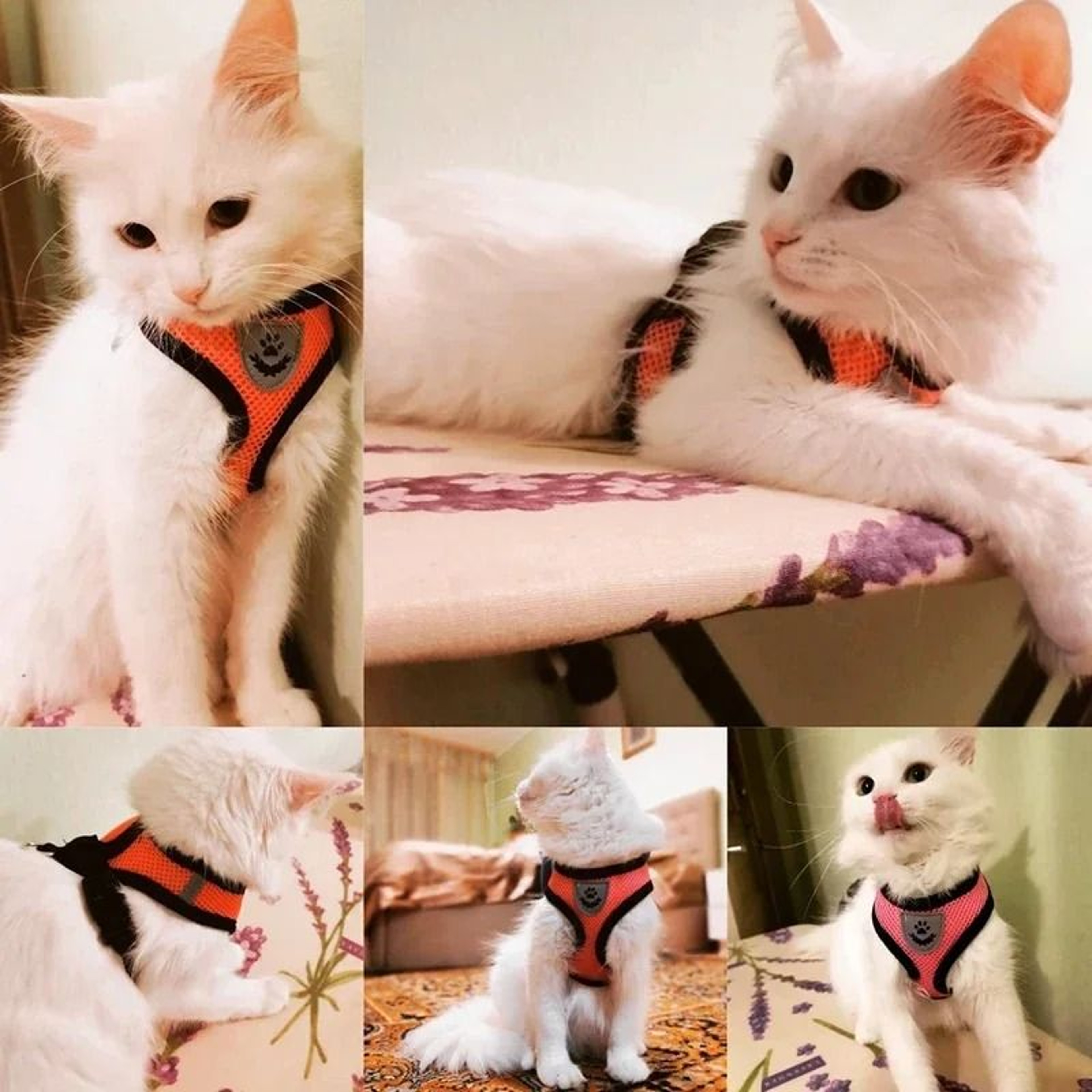 Breathable Mesh Adjustable Pet Vest Harness And Leash Set 1