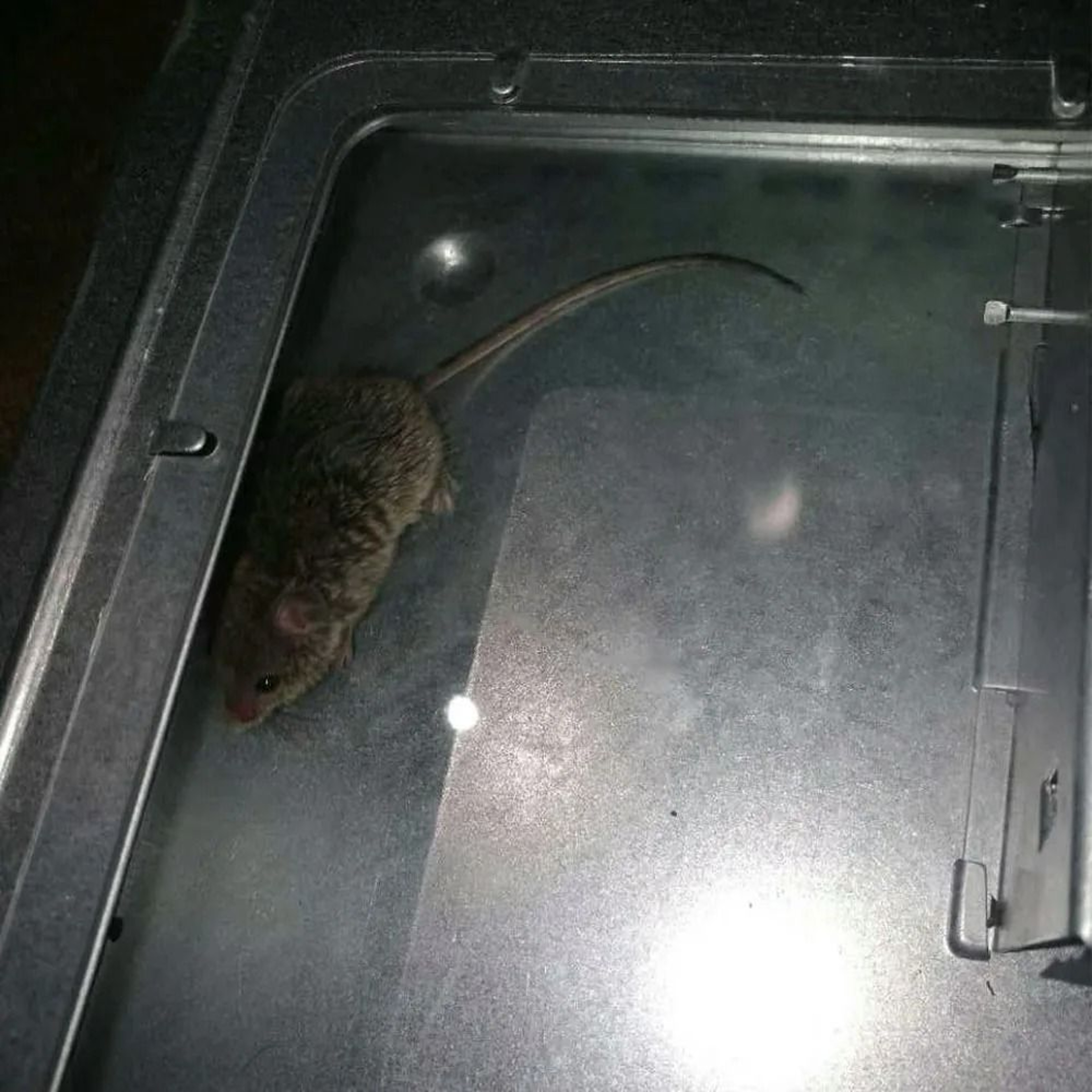 Humane SelfCatching Reusable Mouse Trap With Protective Cover 4