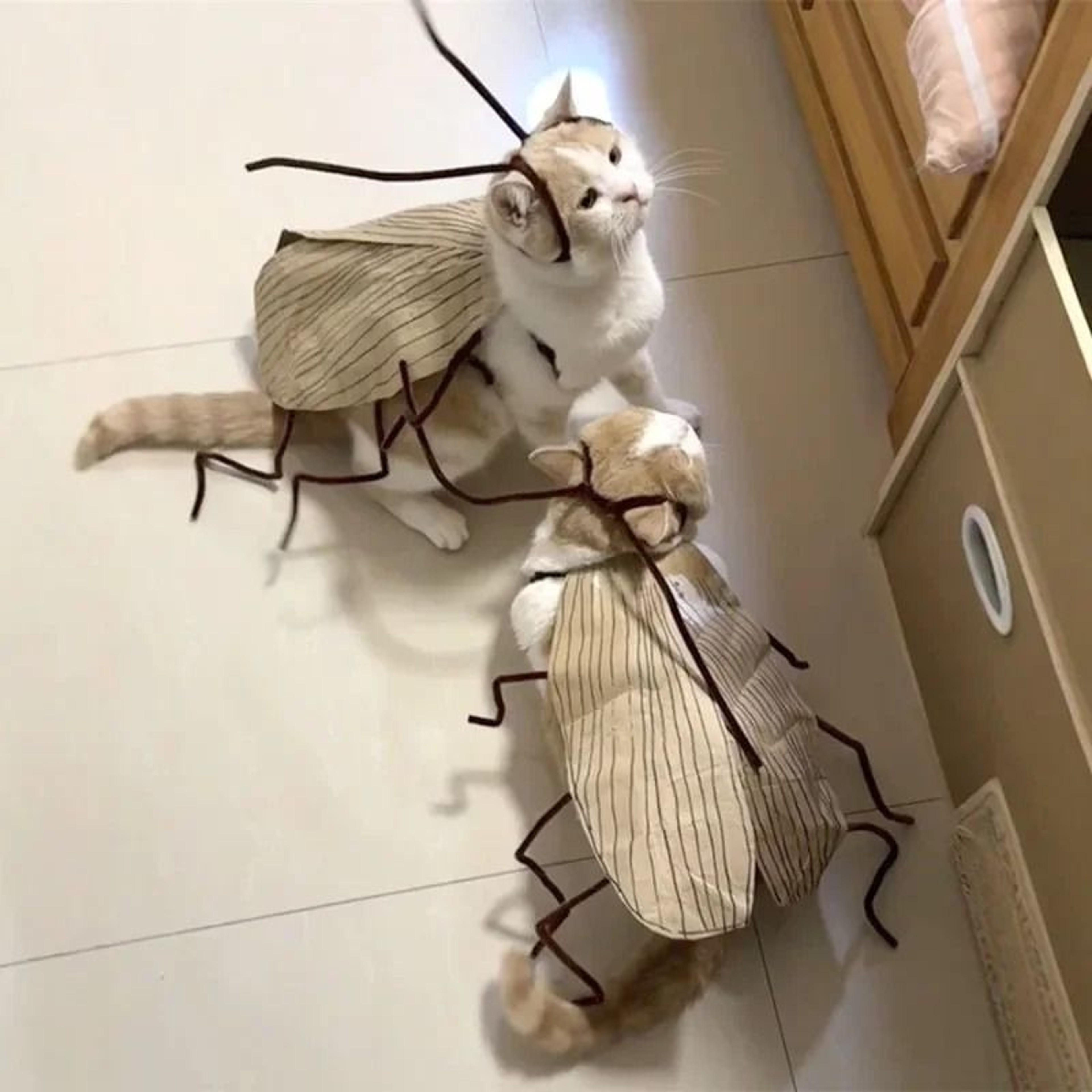 1Pack Cat Cockroach Costume  Easy DIY Role Play Breathable Pet Costume Set 1