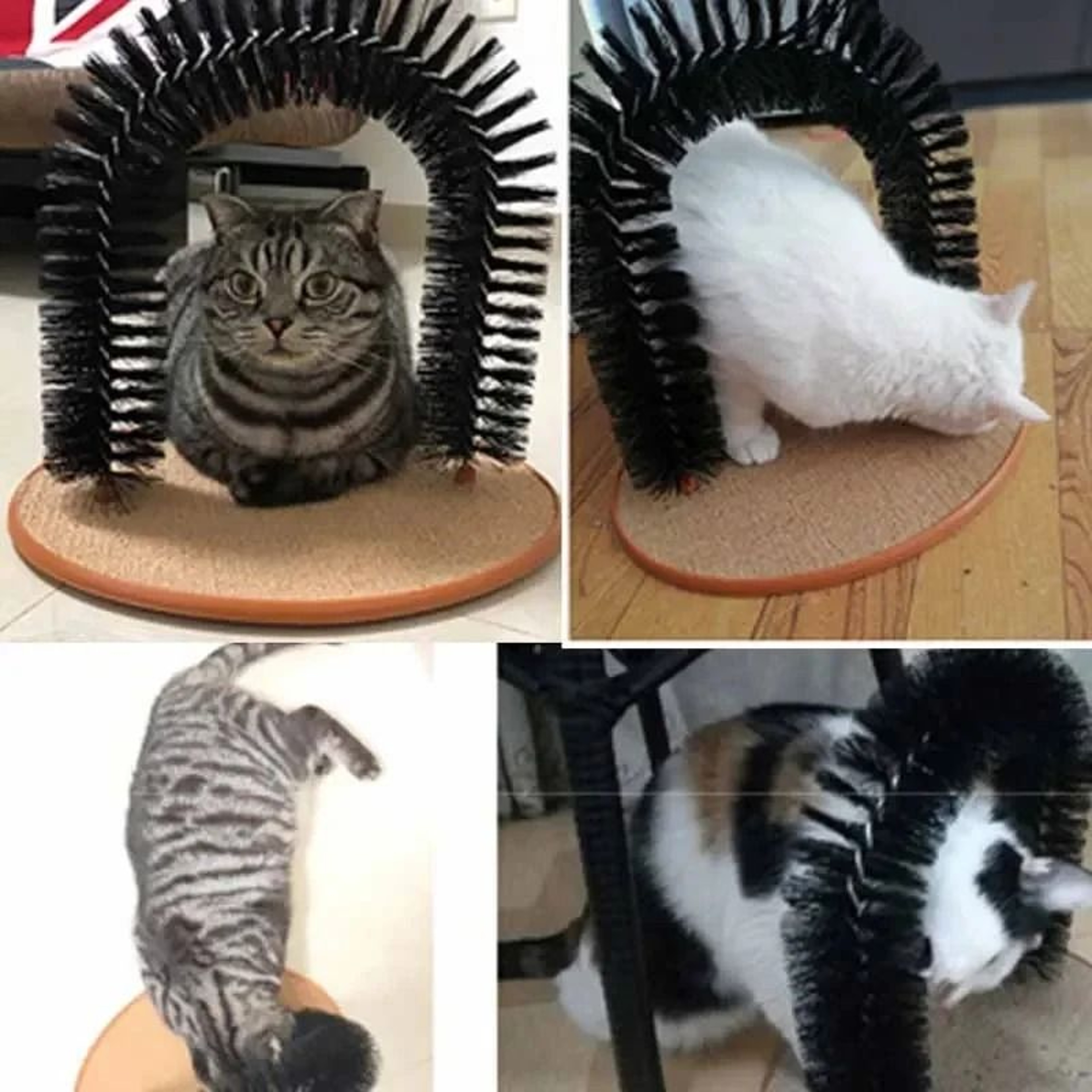 Cat Self Grooming Arch With Massage Brush And Scratching Pad 5