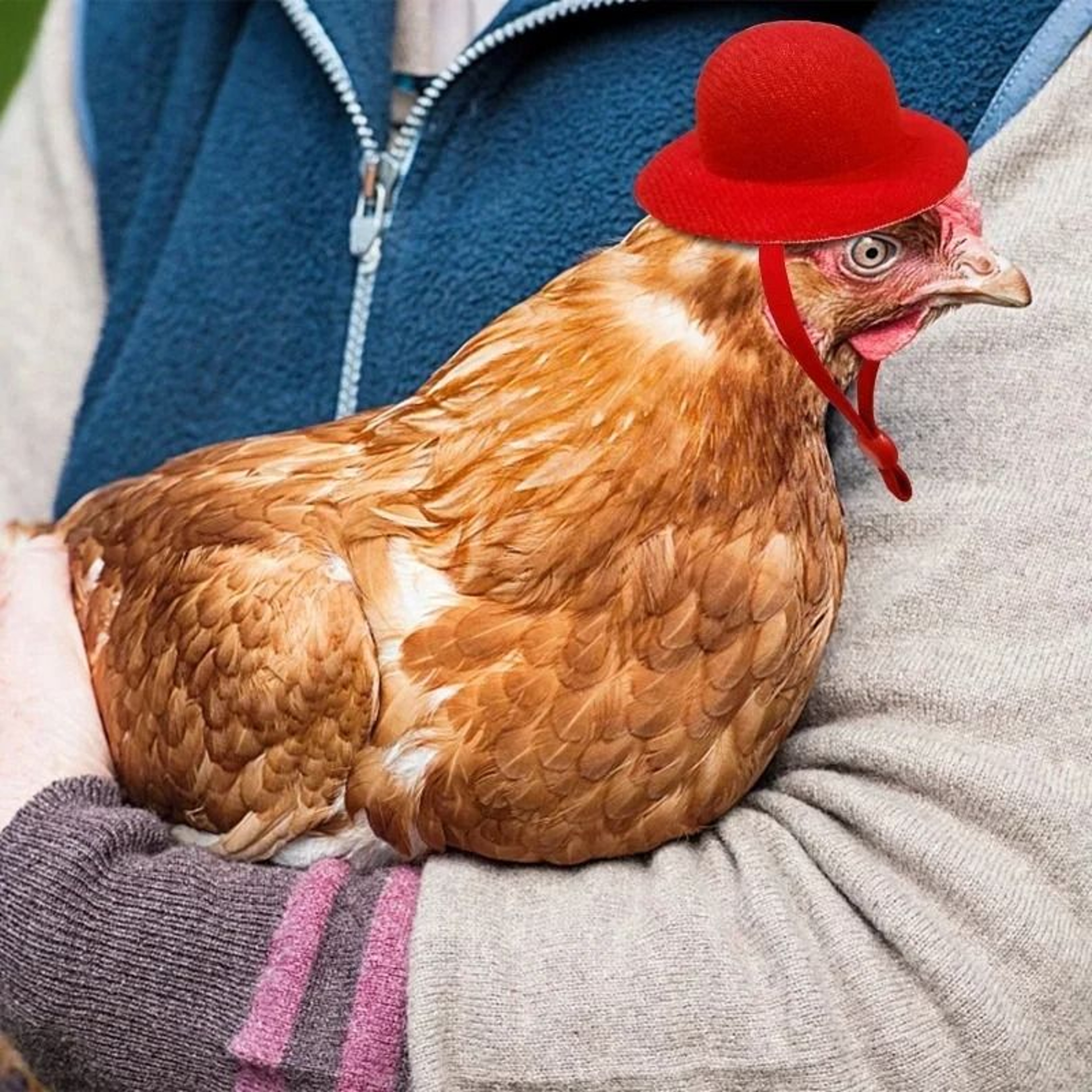 Chicken Hat For Hens Tiny Pets Pet Costume Accessory 3