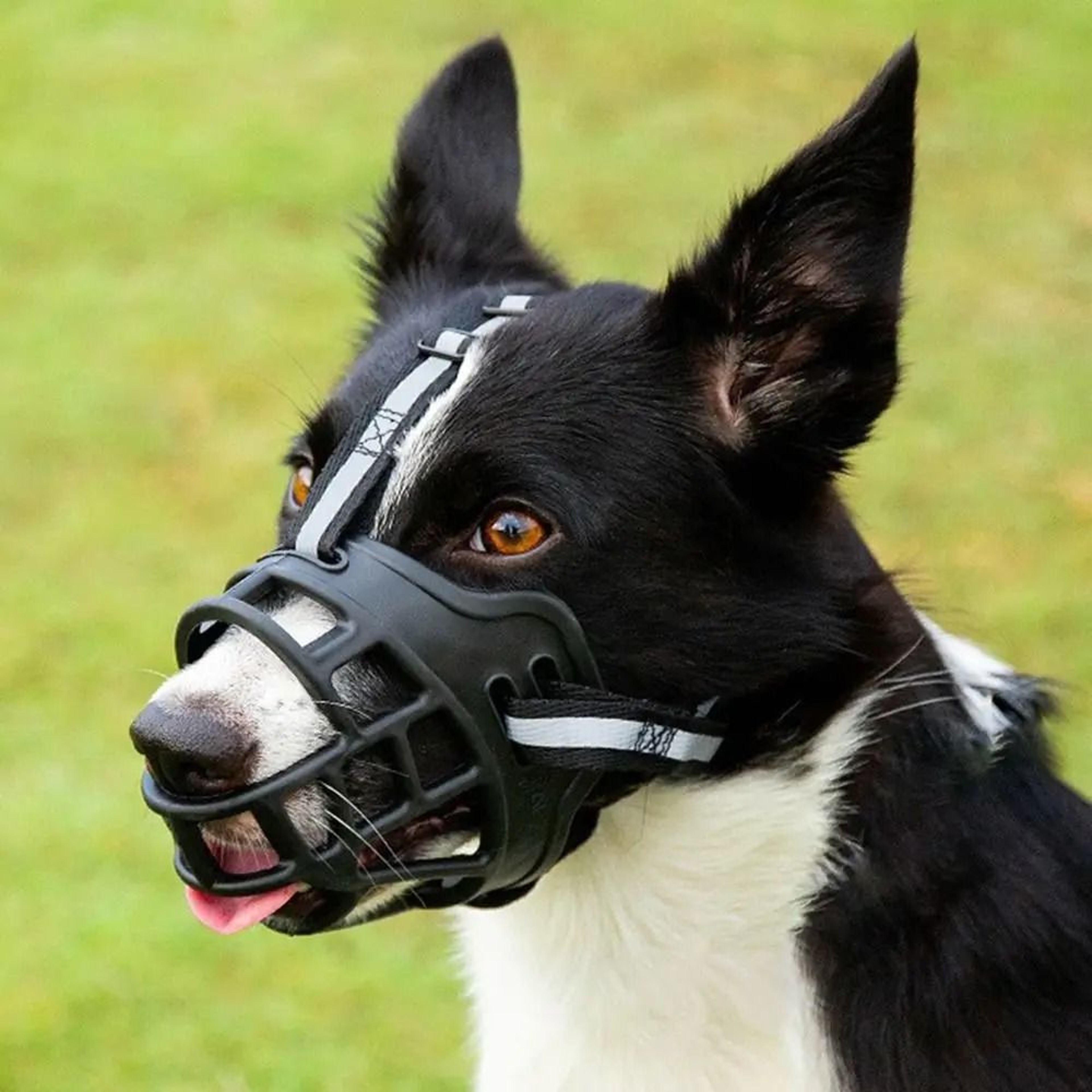 Adjustable Breathable Dog Muzzle For Barking Chewing And Safety 1