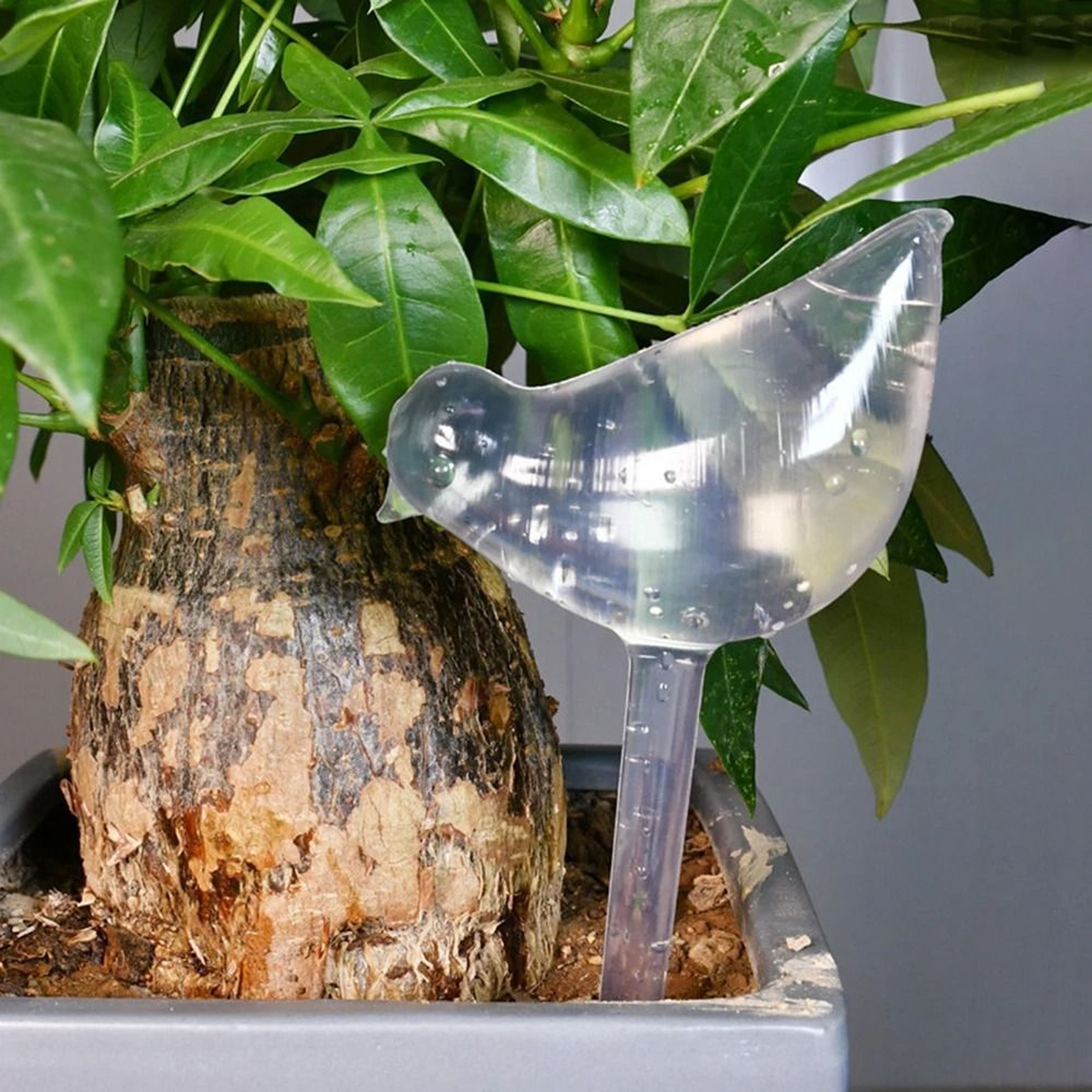 Pink Tulip Automatic Plant Watering Balls 4