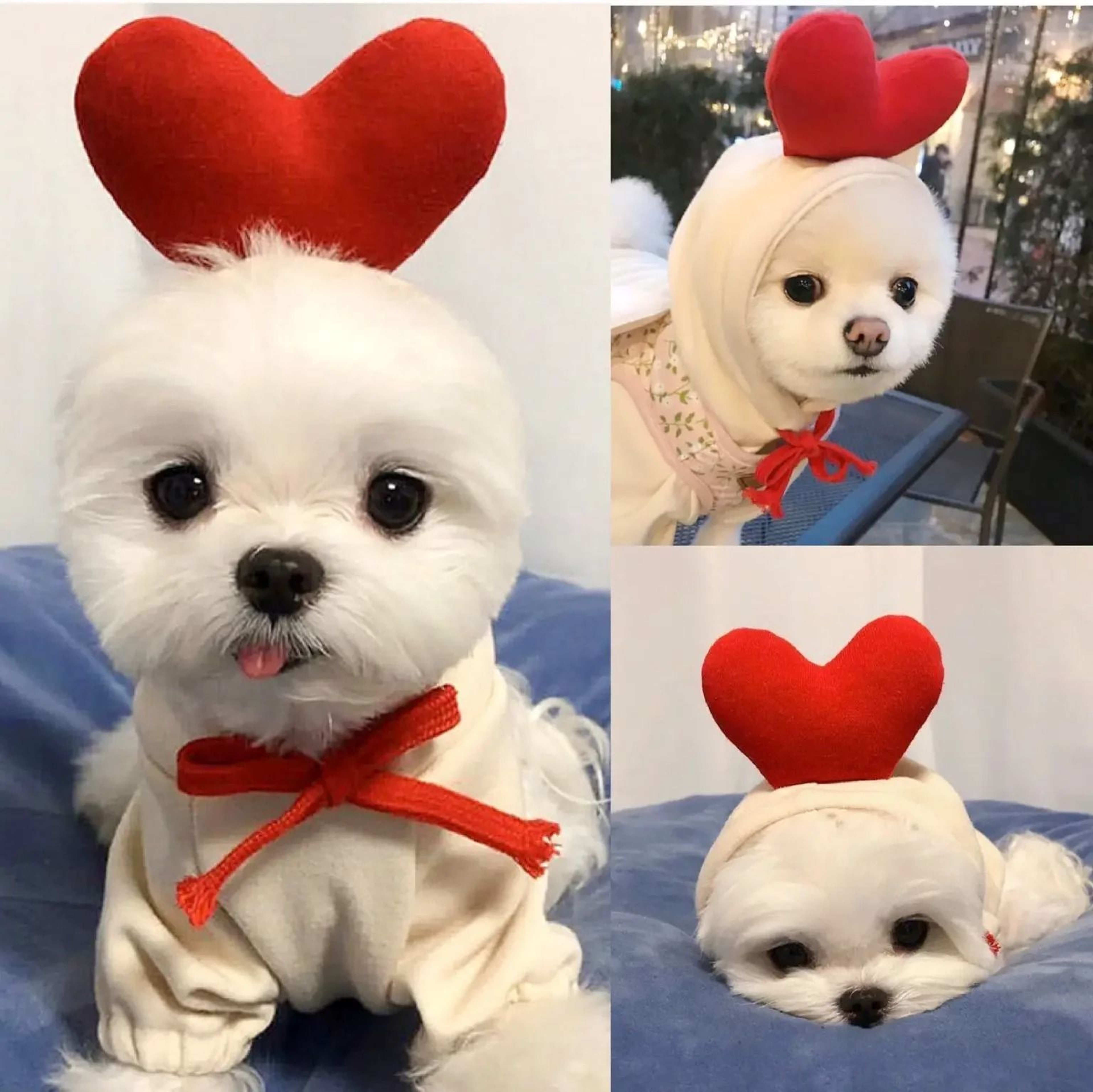 Plush Cartoon Fruit Pet Winter Fleece 11