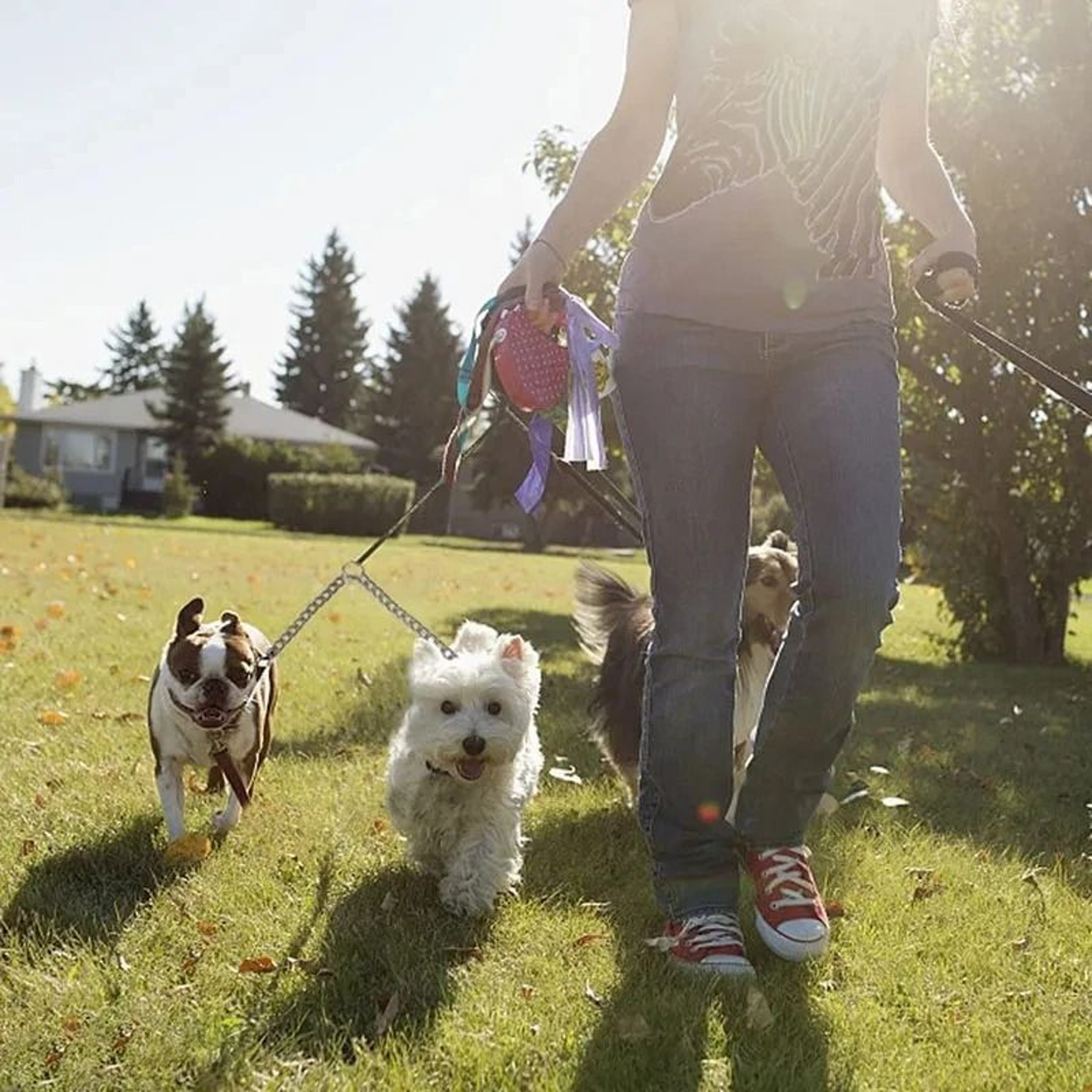 Heavy Duty Stainless Steel Double Dog Coupler 1
