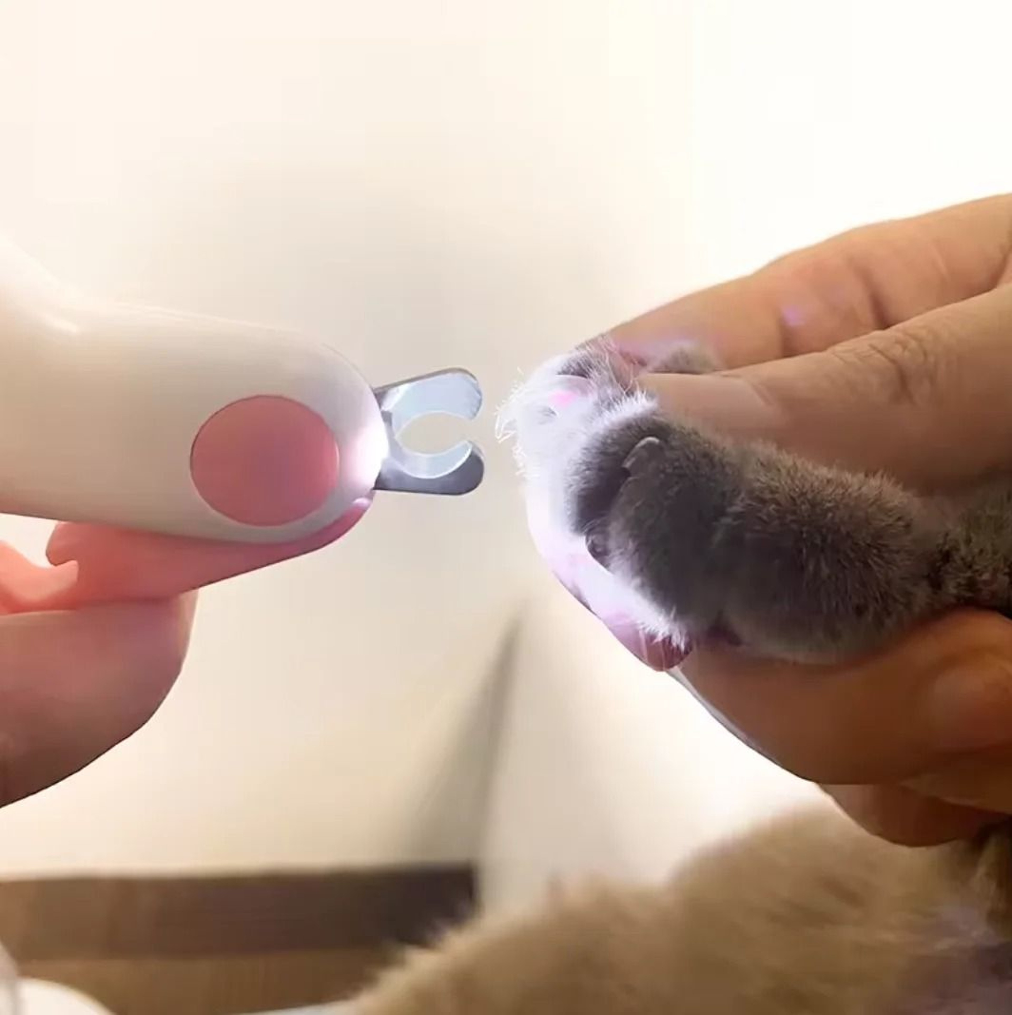 Professional Illuminated Pet Claw Trimmer 4