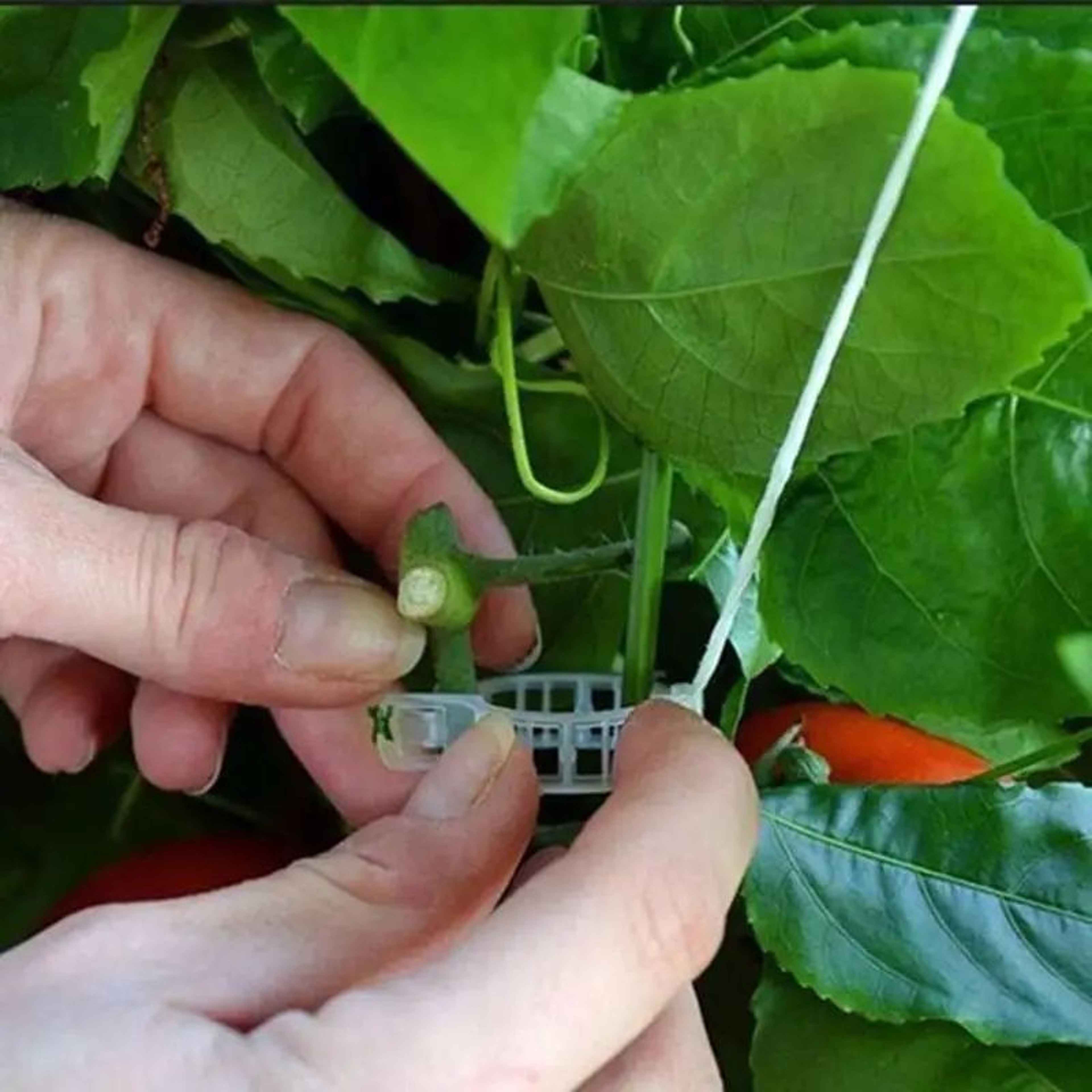 Reusable Plant Support Clips For Vines  Plastic Trellis Stem Fixing Connectors For Garden Orchard   2