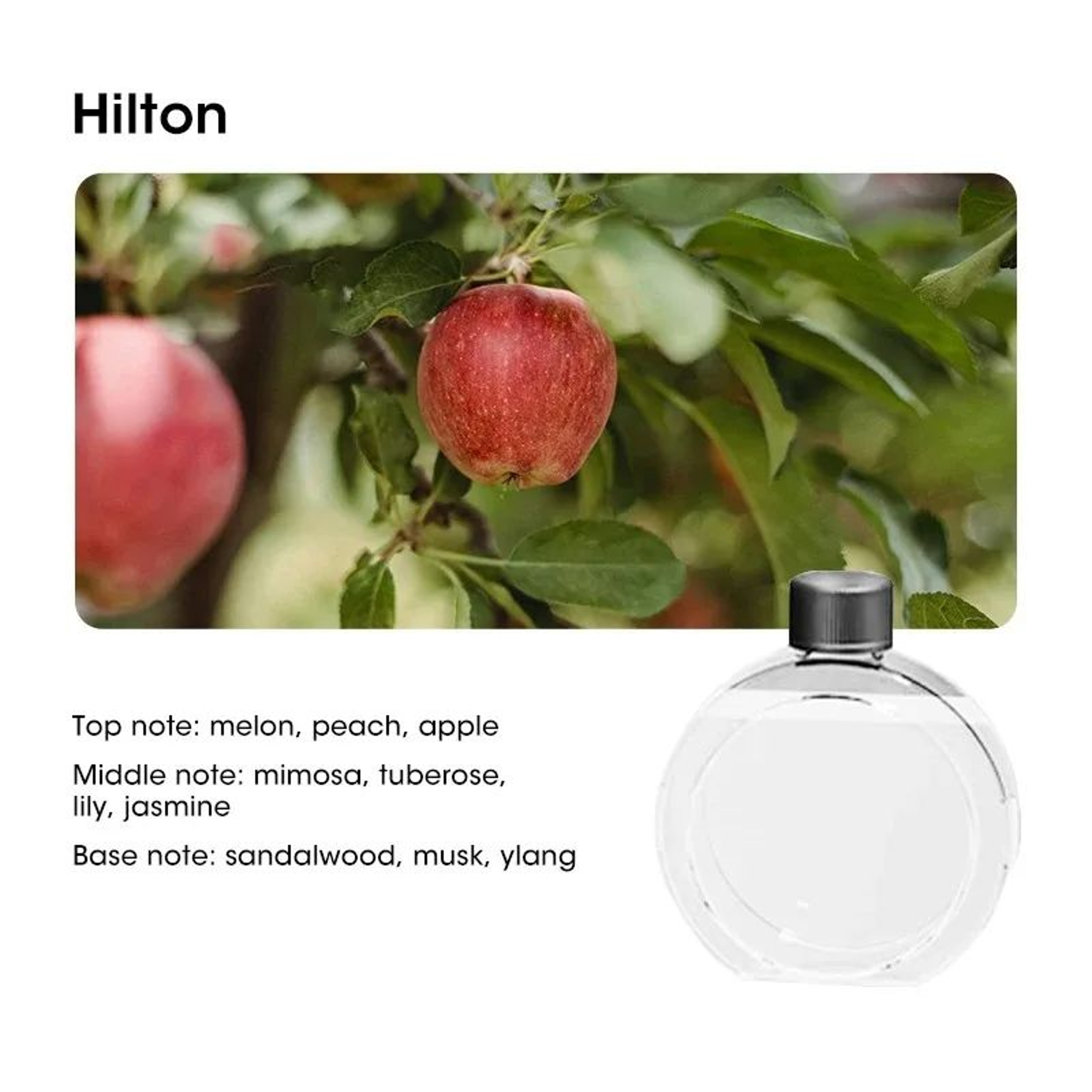 Mini Aromatherapy Diffuser WallMounted Air Purifier Fragrance Humidifier With Lavender  Hilton Oil 6
