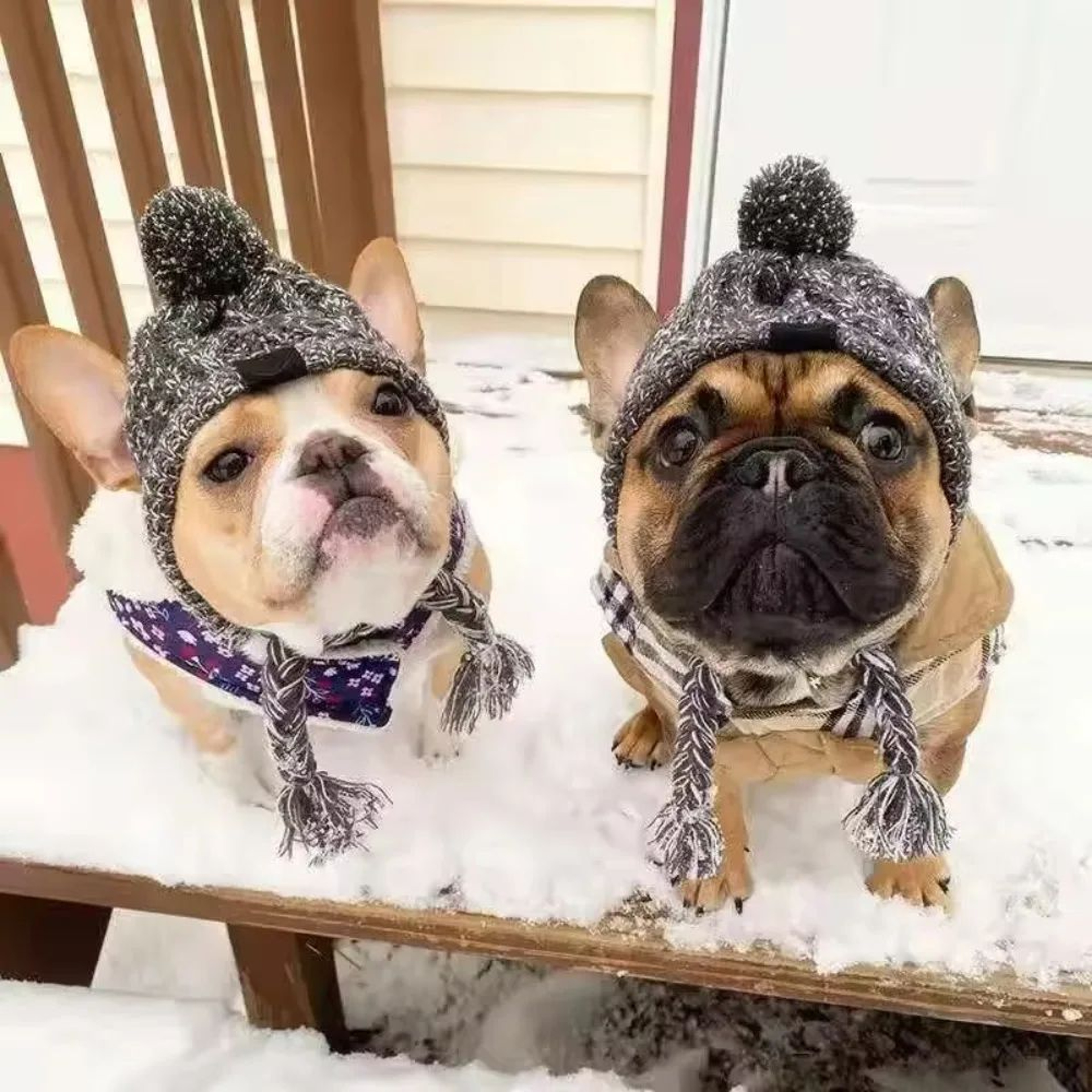 Windproof Knitted Pet Warm Hat  Plush Ball French Bulldog  Chihuahua Winter Cap 2