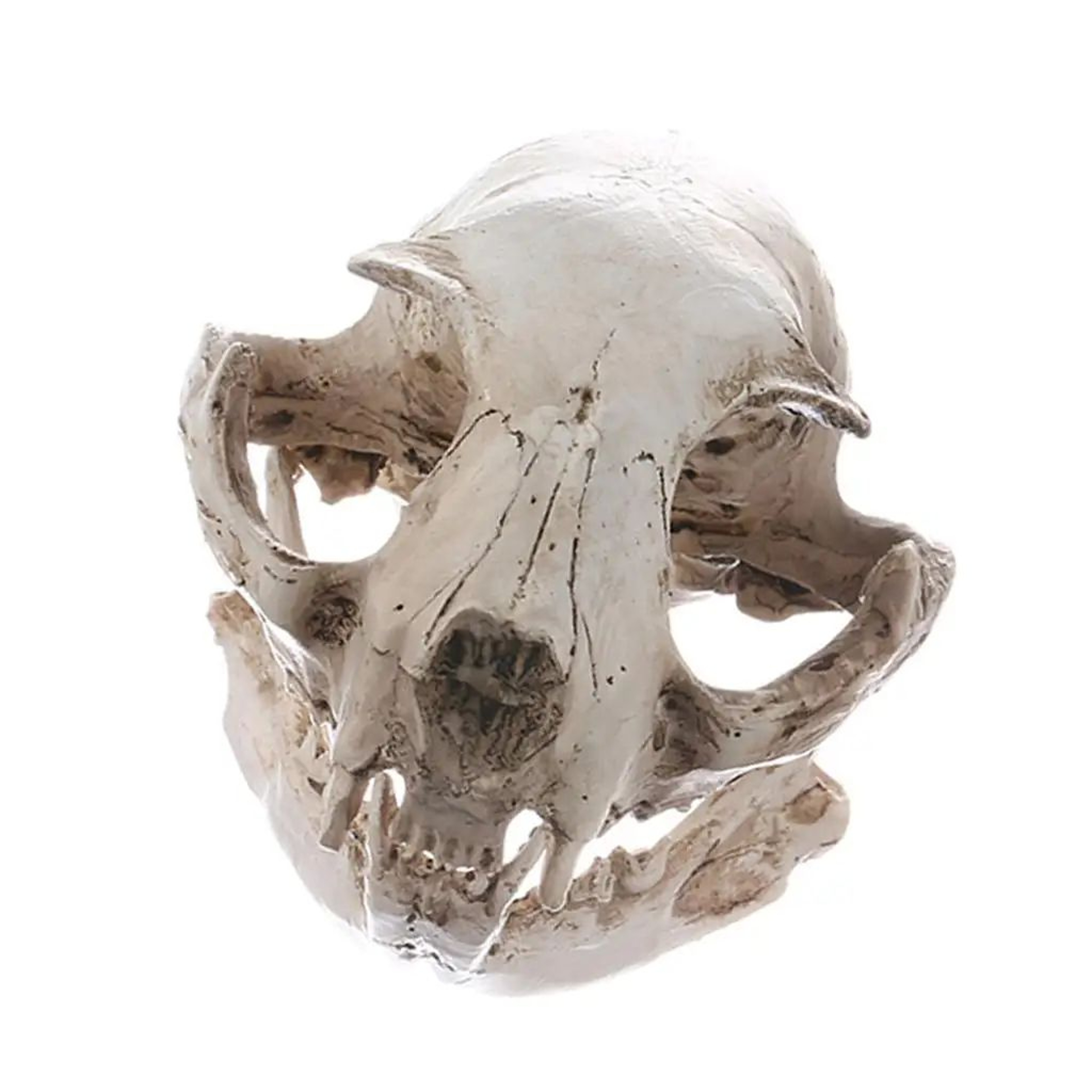 Realistic Resin Cat Skull Model  Anatomical Animal Skeleton Decor For Teaching  Collectibles 0